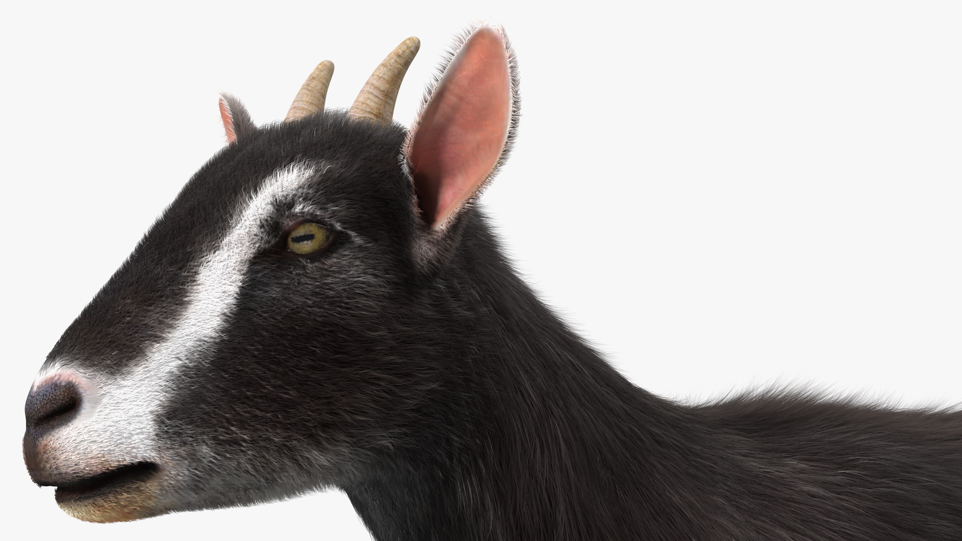 Domestic Goat Rigged Fur 3D model