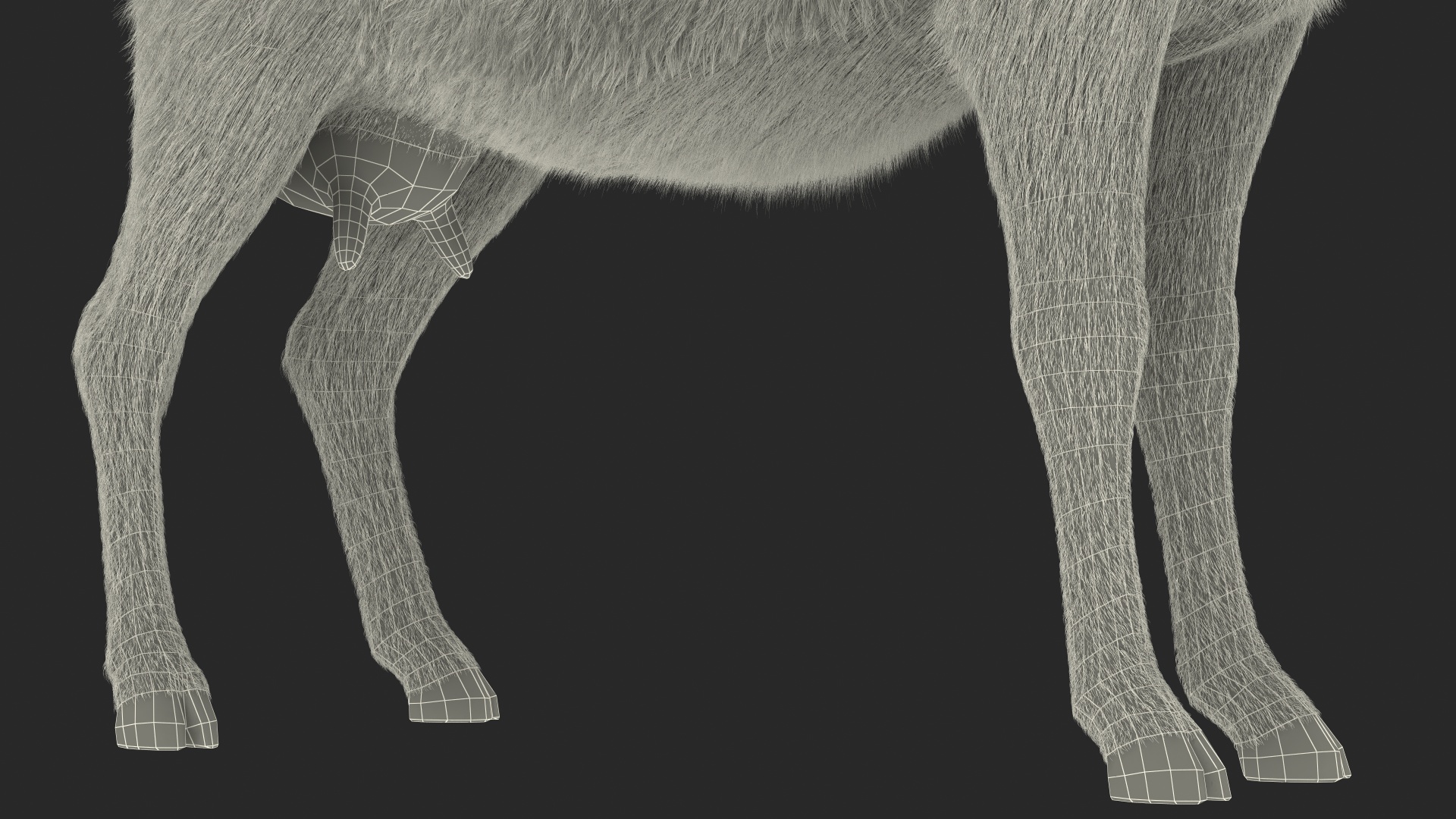 Domestic Goat Rigged Fur 3D model