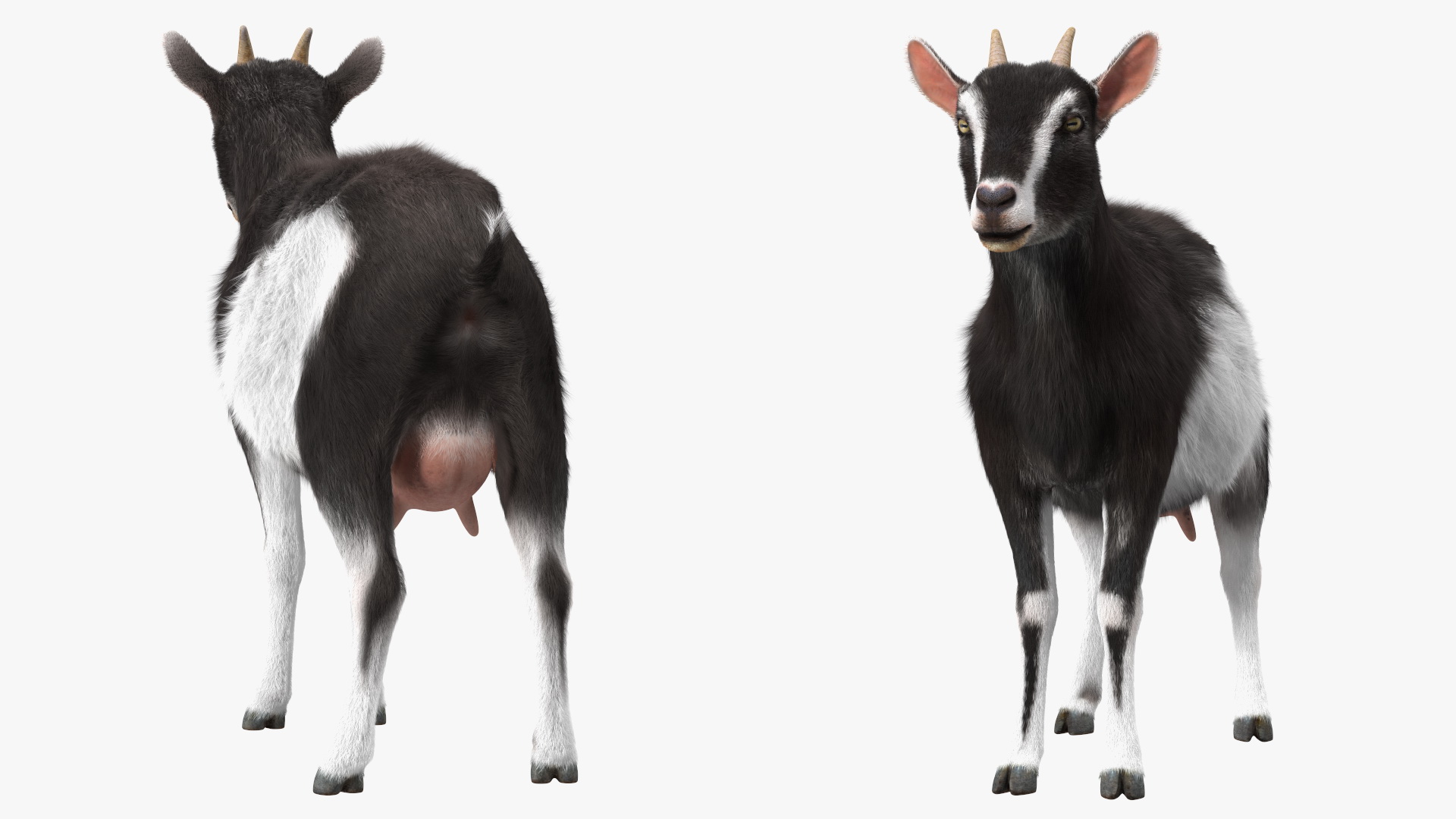 Domestic Goat Rigged Fur 3D model