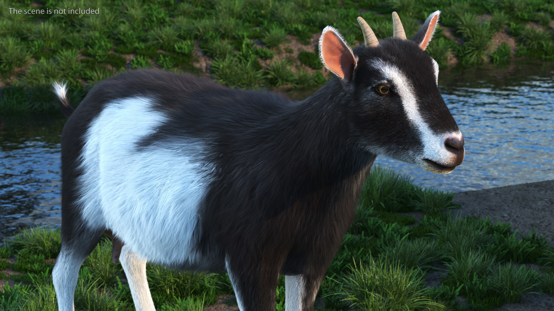 Domestic Goat Rigged Fur 3D model