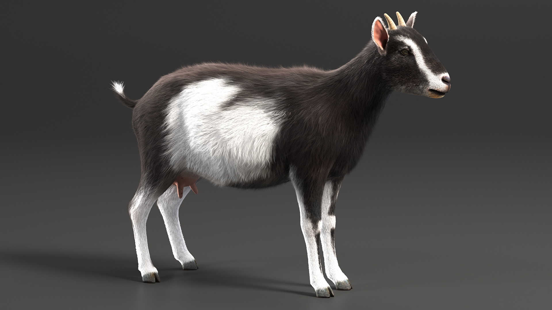 Domestic Goat Rigged Fur 3D model