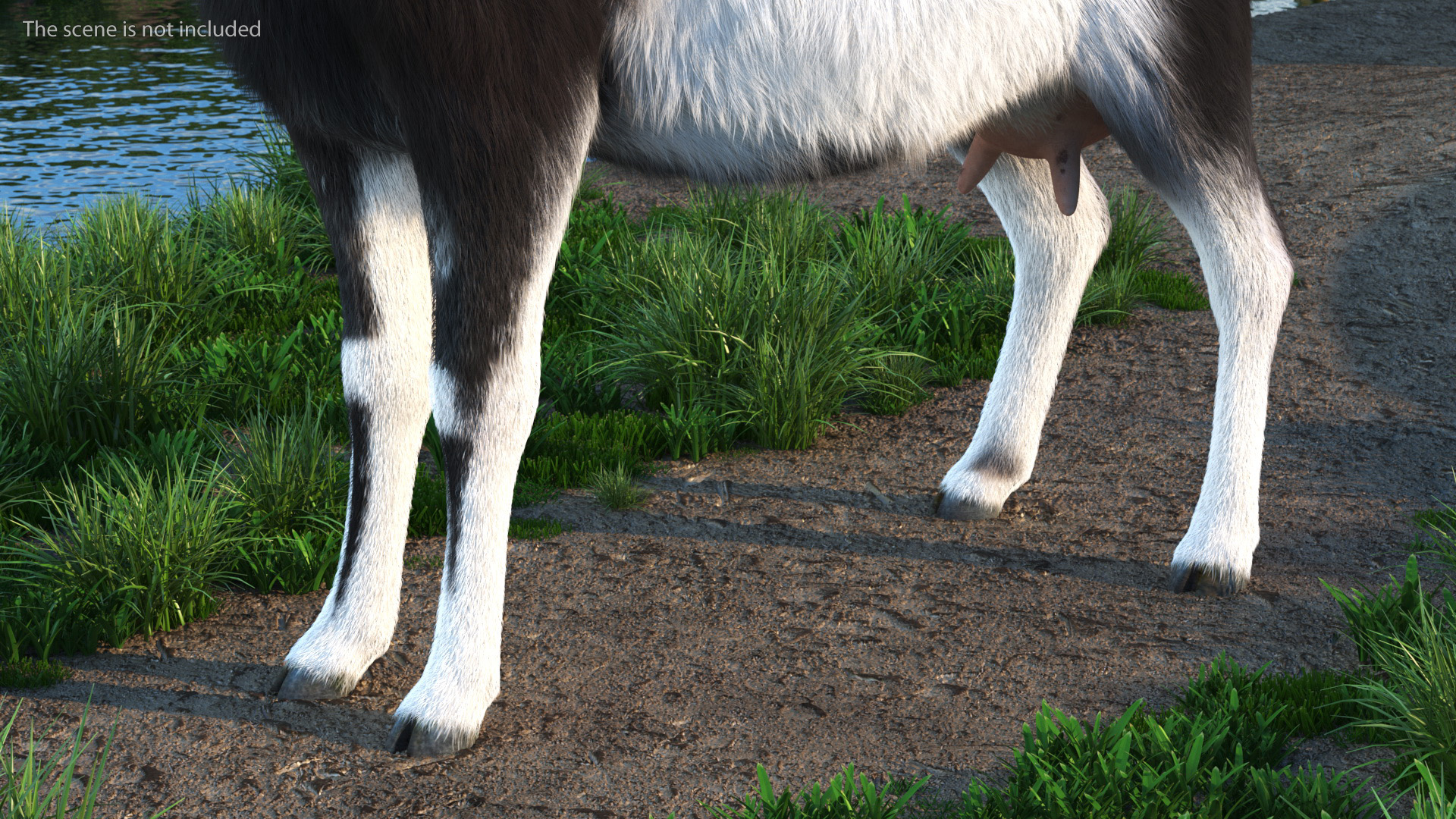 Domestic Goat Rigged Fur 3D model