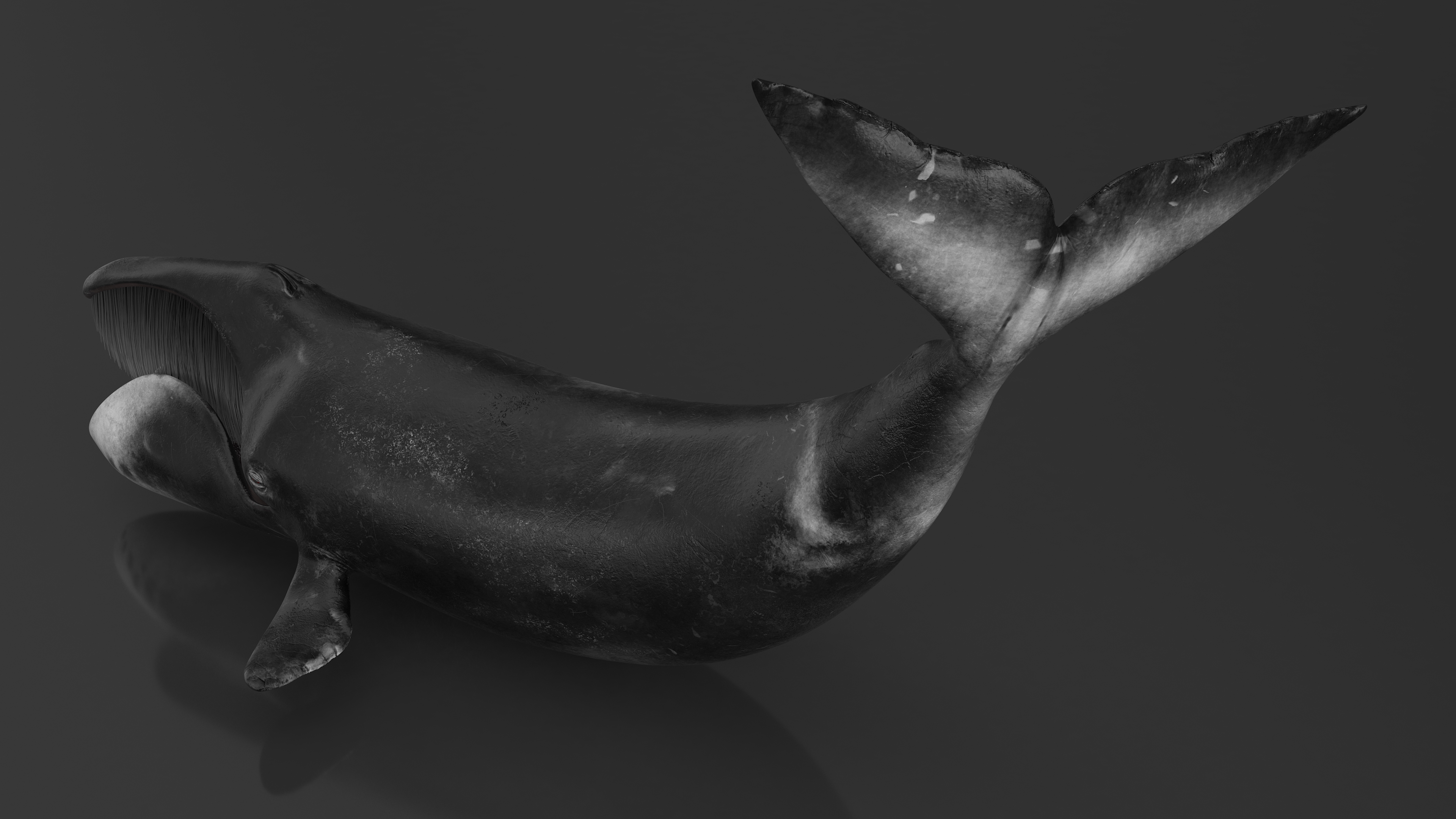 Swimming Bowhead Whale 3D