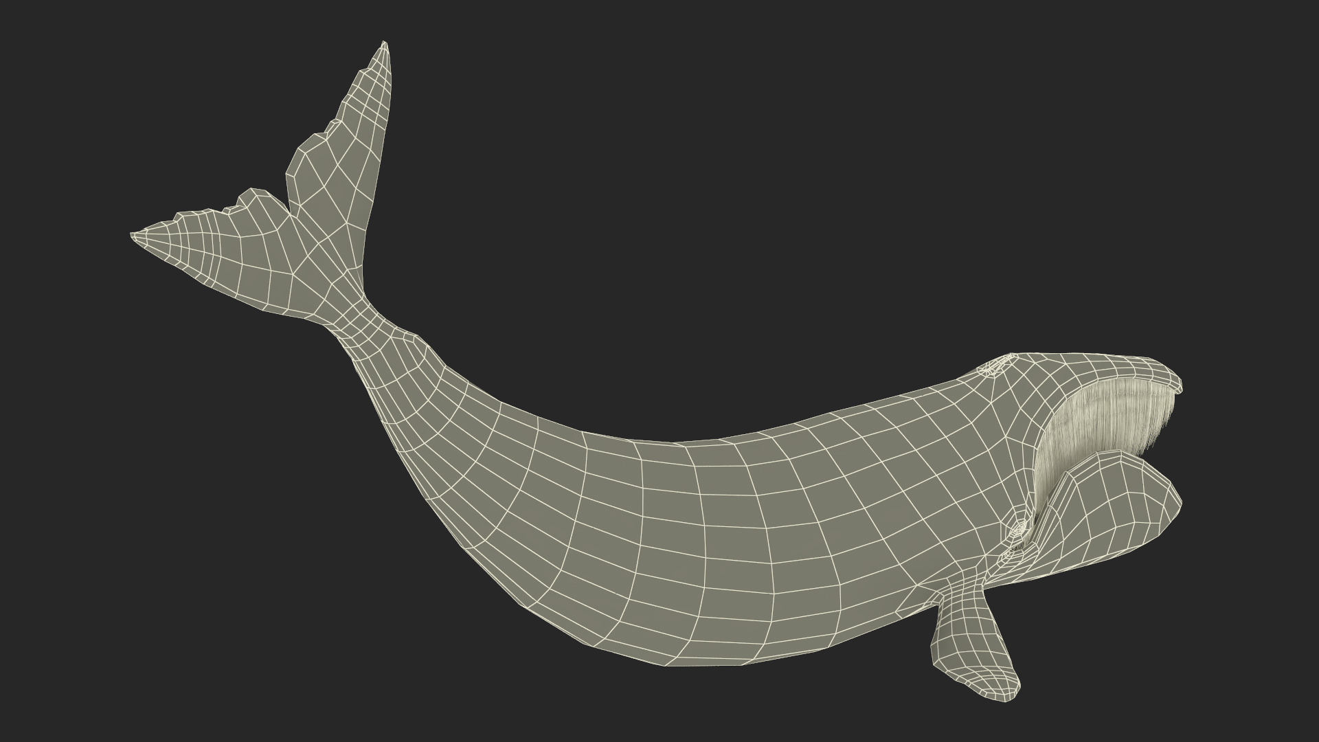 Swimming Bowhead Whale 3D
