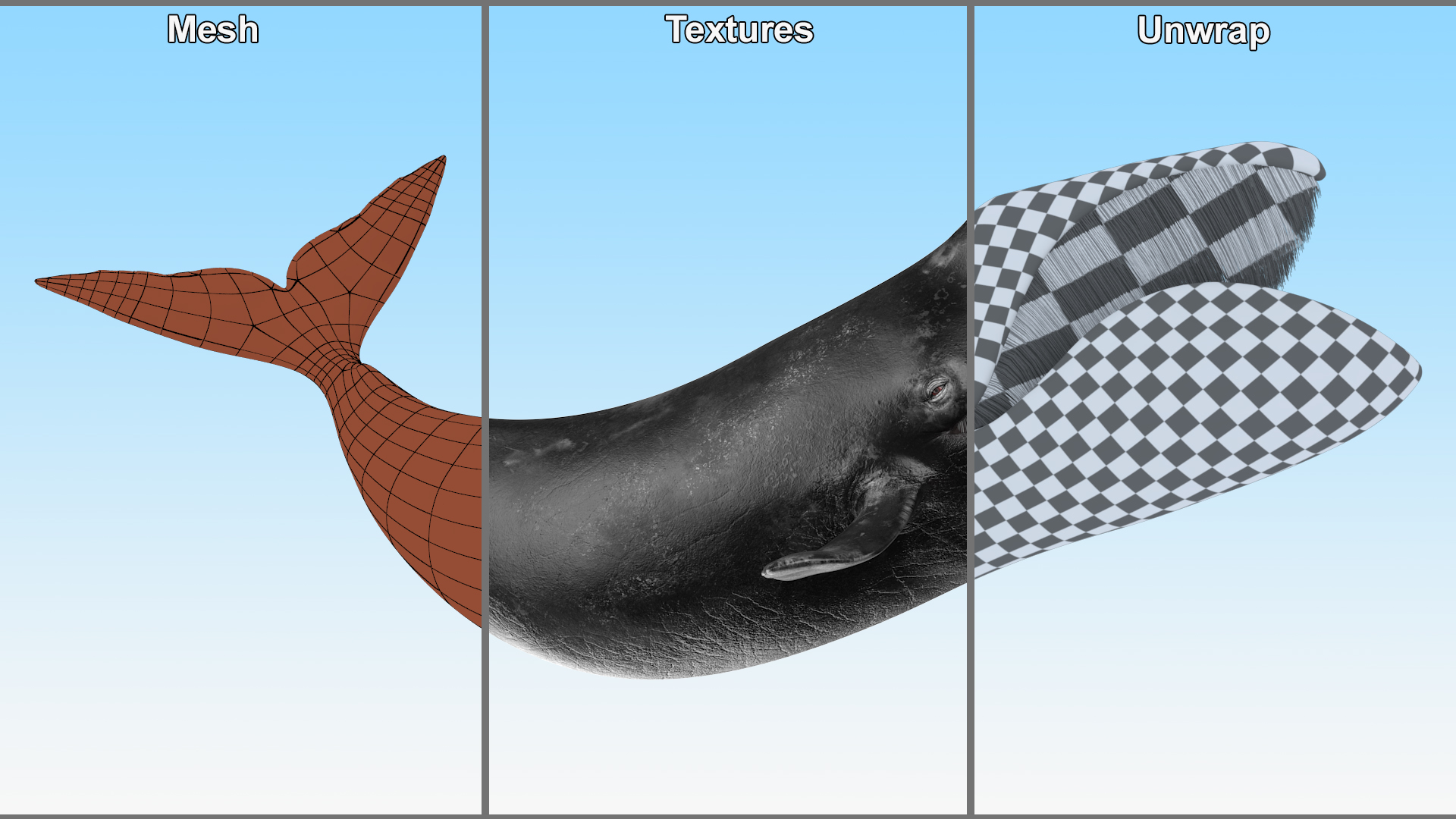 Swimming Bowhead Whale 3D