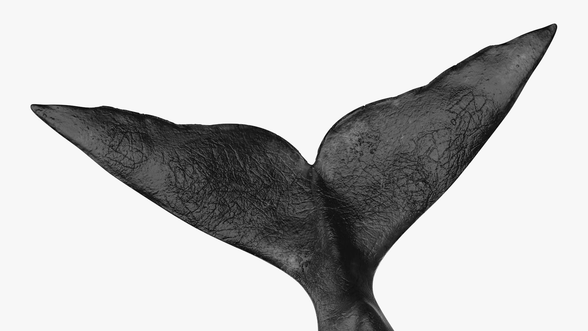 Swimming Bowhead Whale 3D