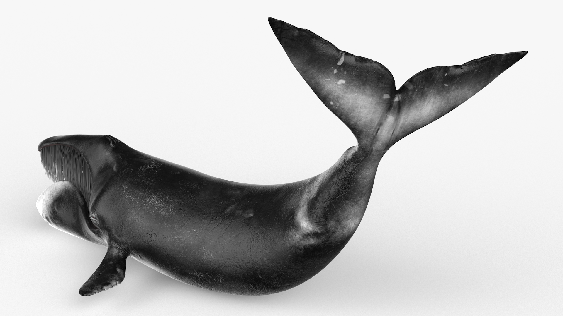 Swimming Bowhead Whale 3D