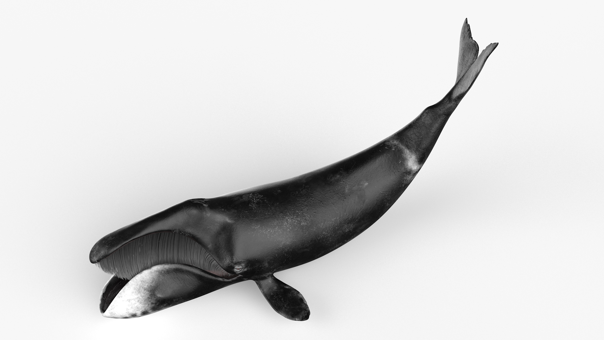 Swimming Bowhead Whale 3D