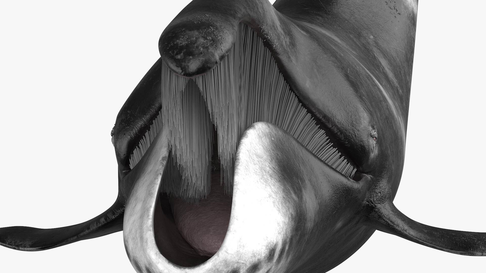 Swimming Bowhead Whale 3D