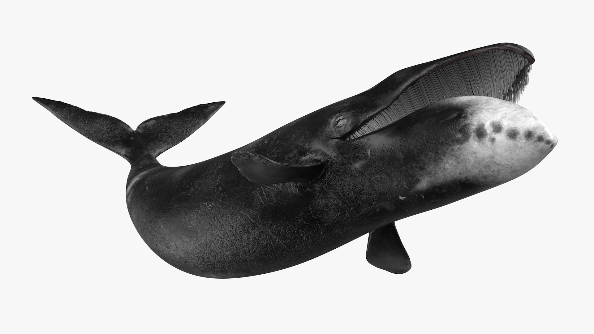 Swimming Bowhead Whale 3D