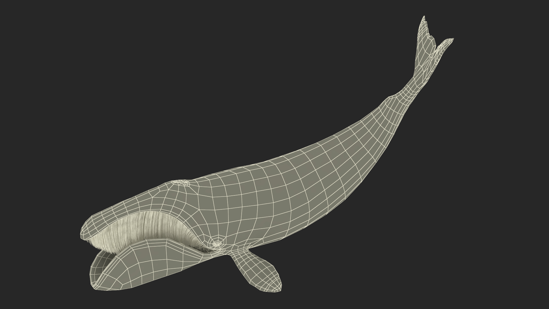 Swimming Bowhead Whale 3D