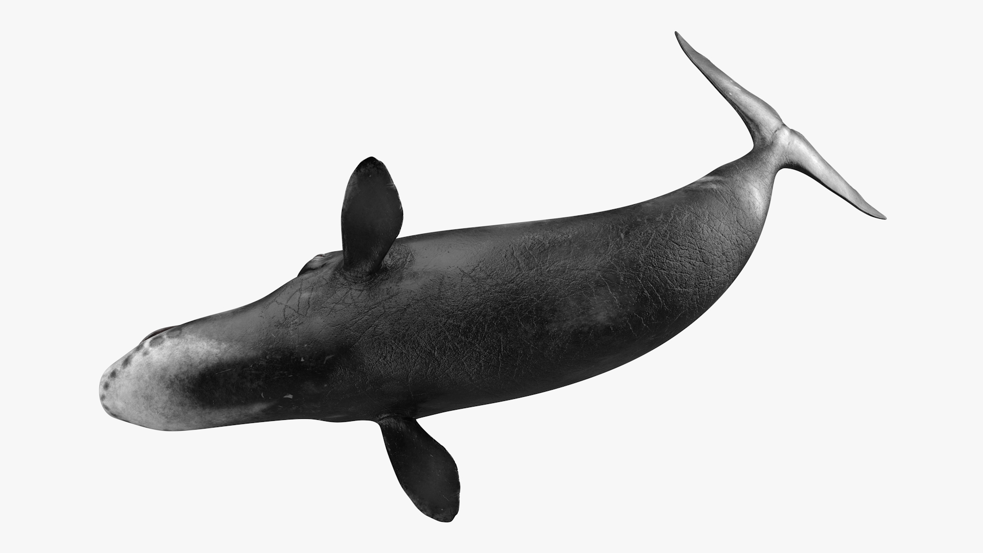 Swimming Bowhead Whale 3D