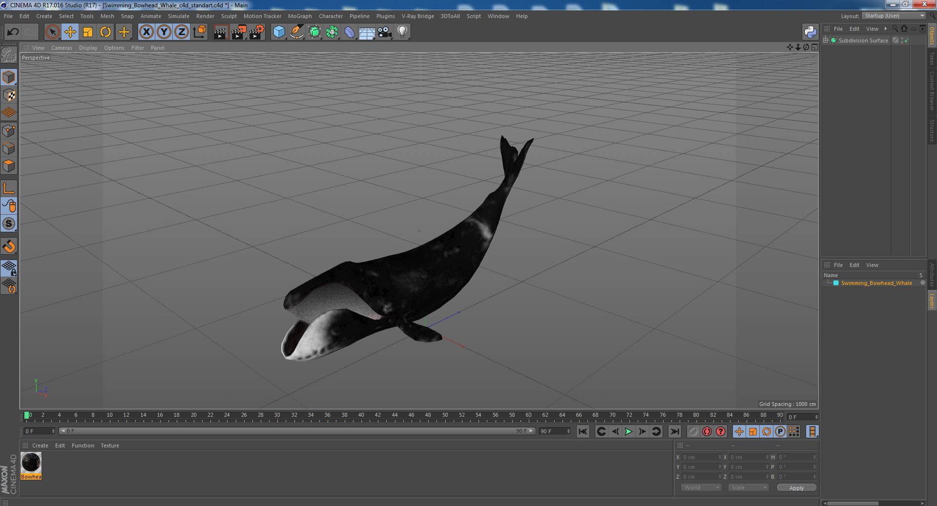 Swimming Bowhead Whale 3D