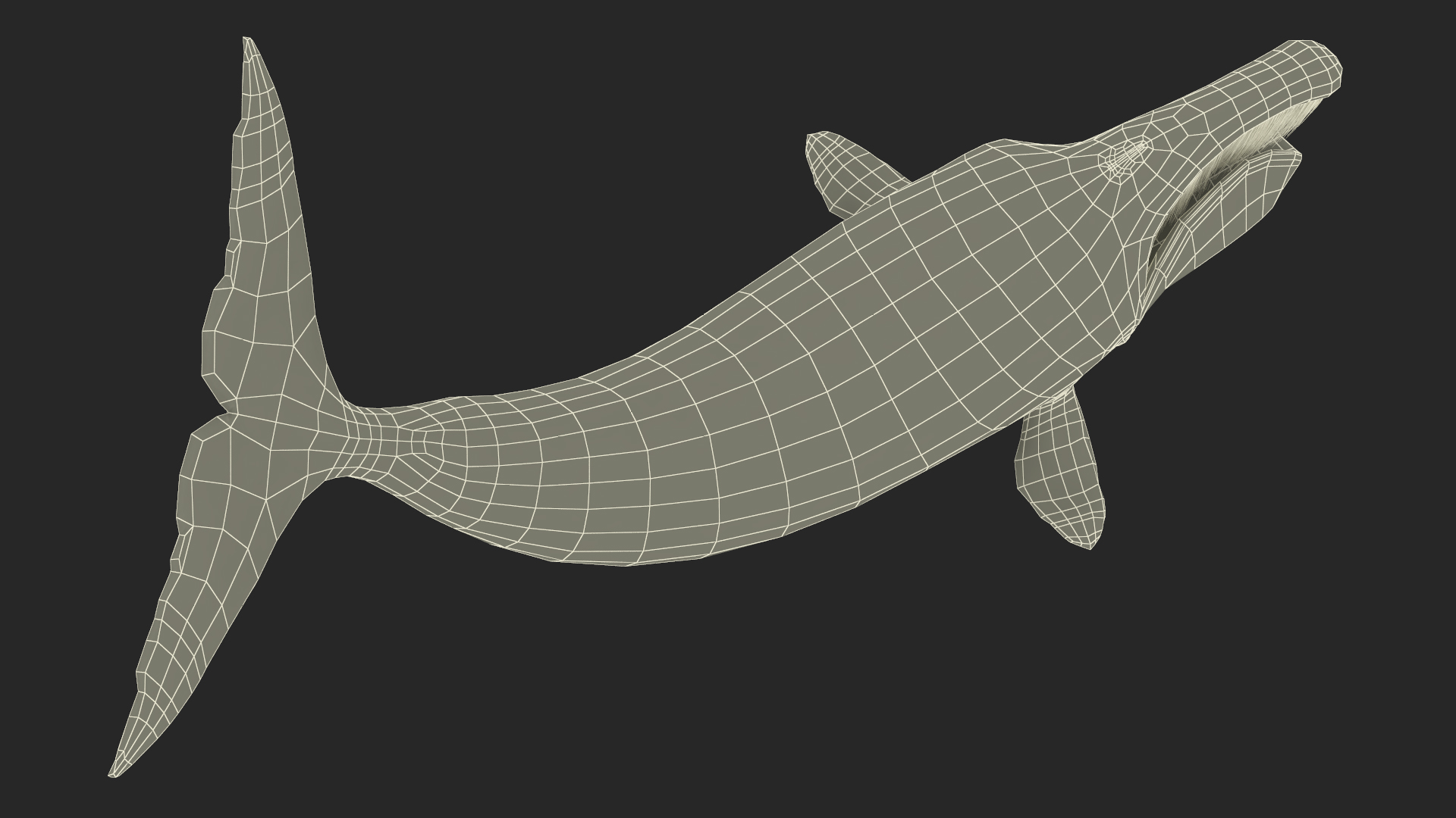 Swimming Bowhead Whale 3D
