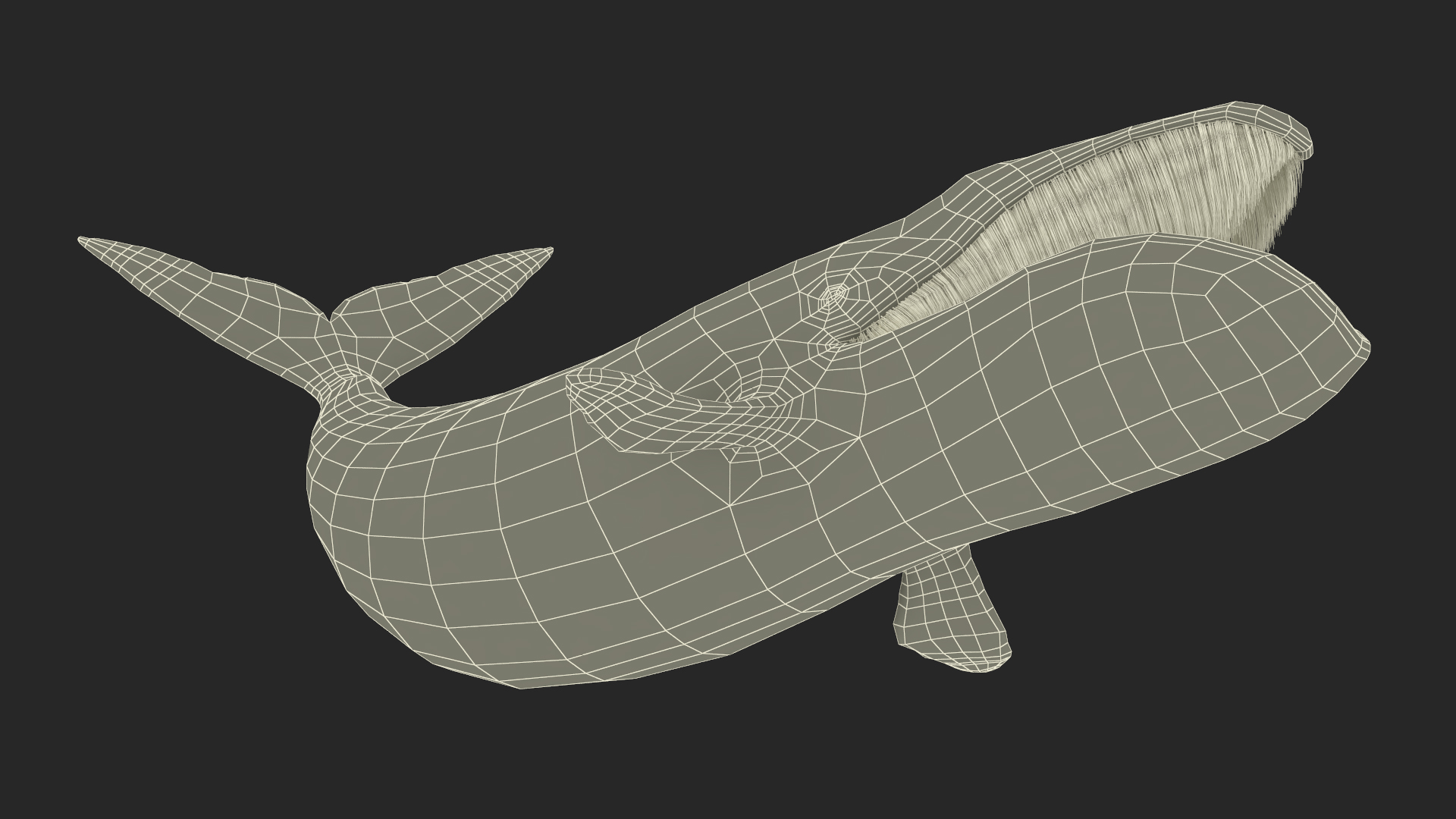 Swimming Bowhead Whale 3D