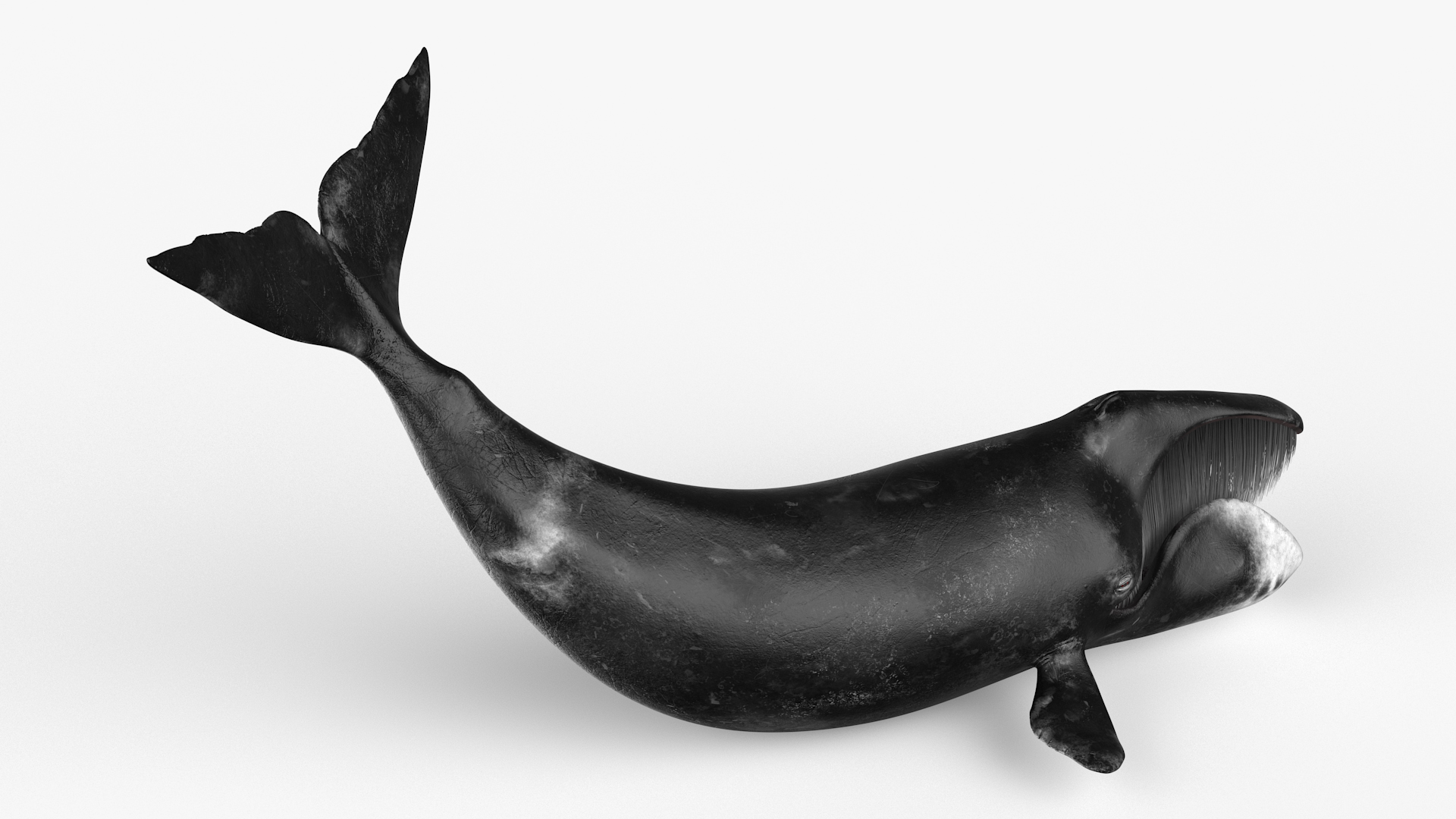 Swimming Bowhead Whale 3D