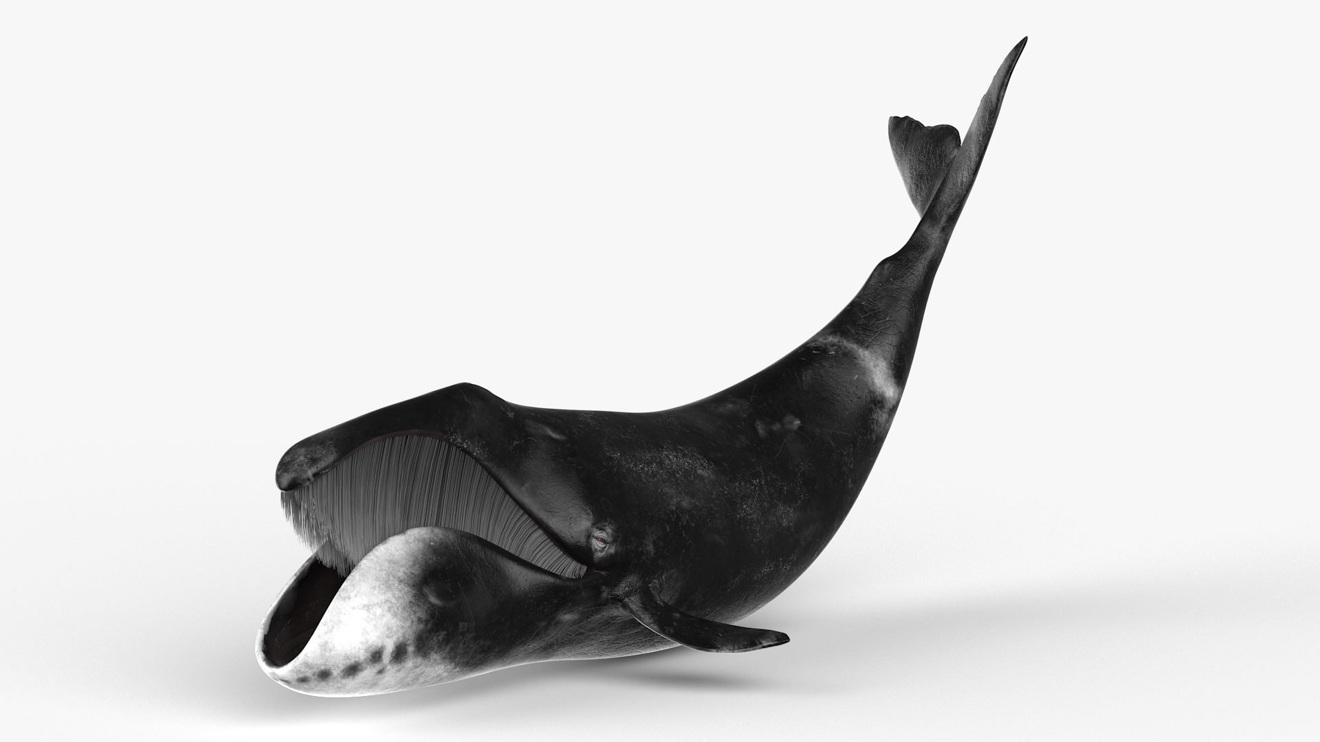 Swimming Bowhead Whale 3D