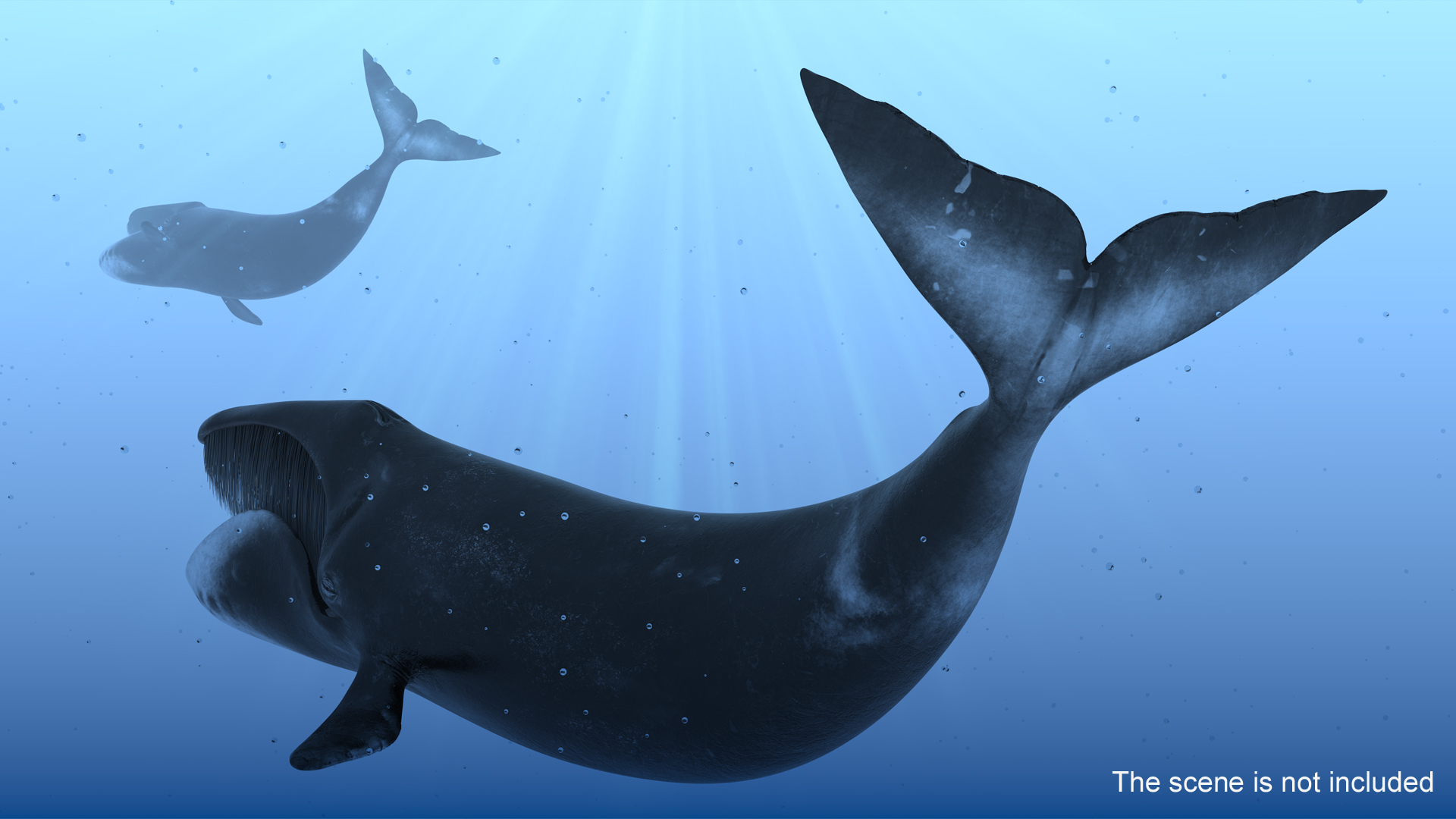 Swimming Bowhead Whale 3D