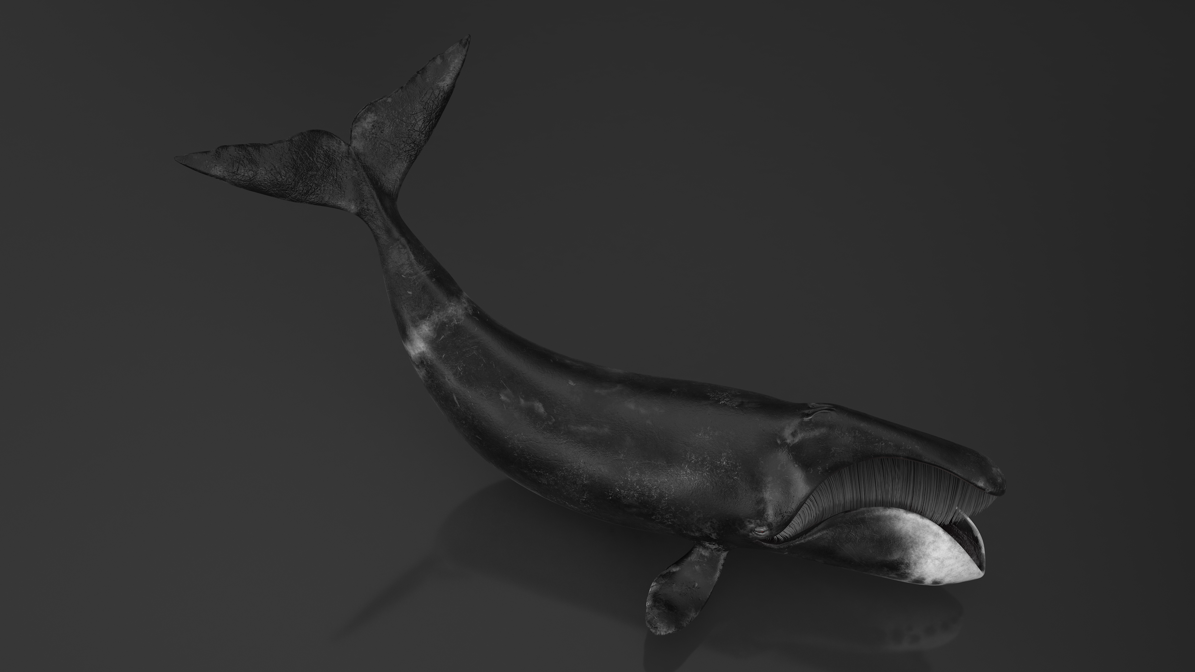 Swimming Bowhead Whale 3D