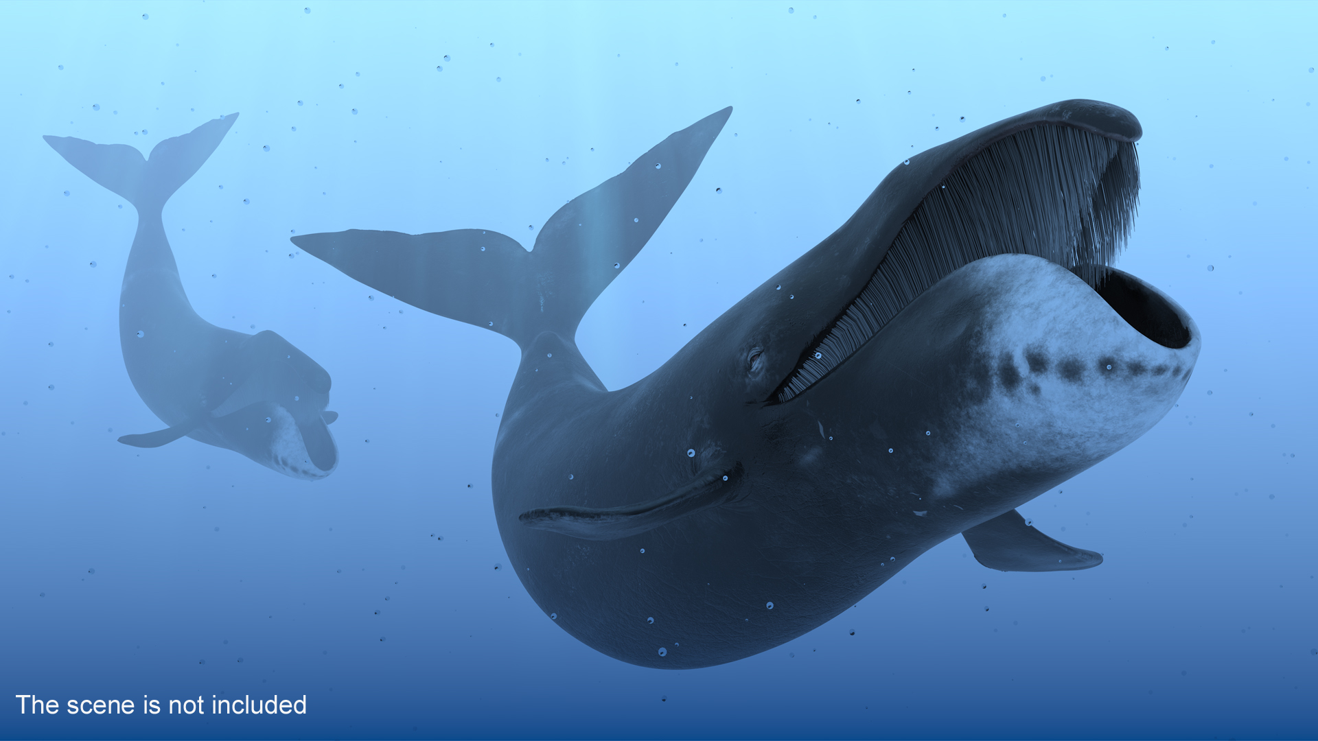 Swimming Bowhead Whale 3D
