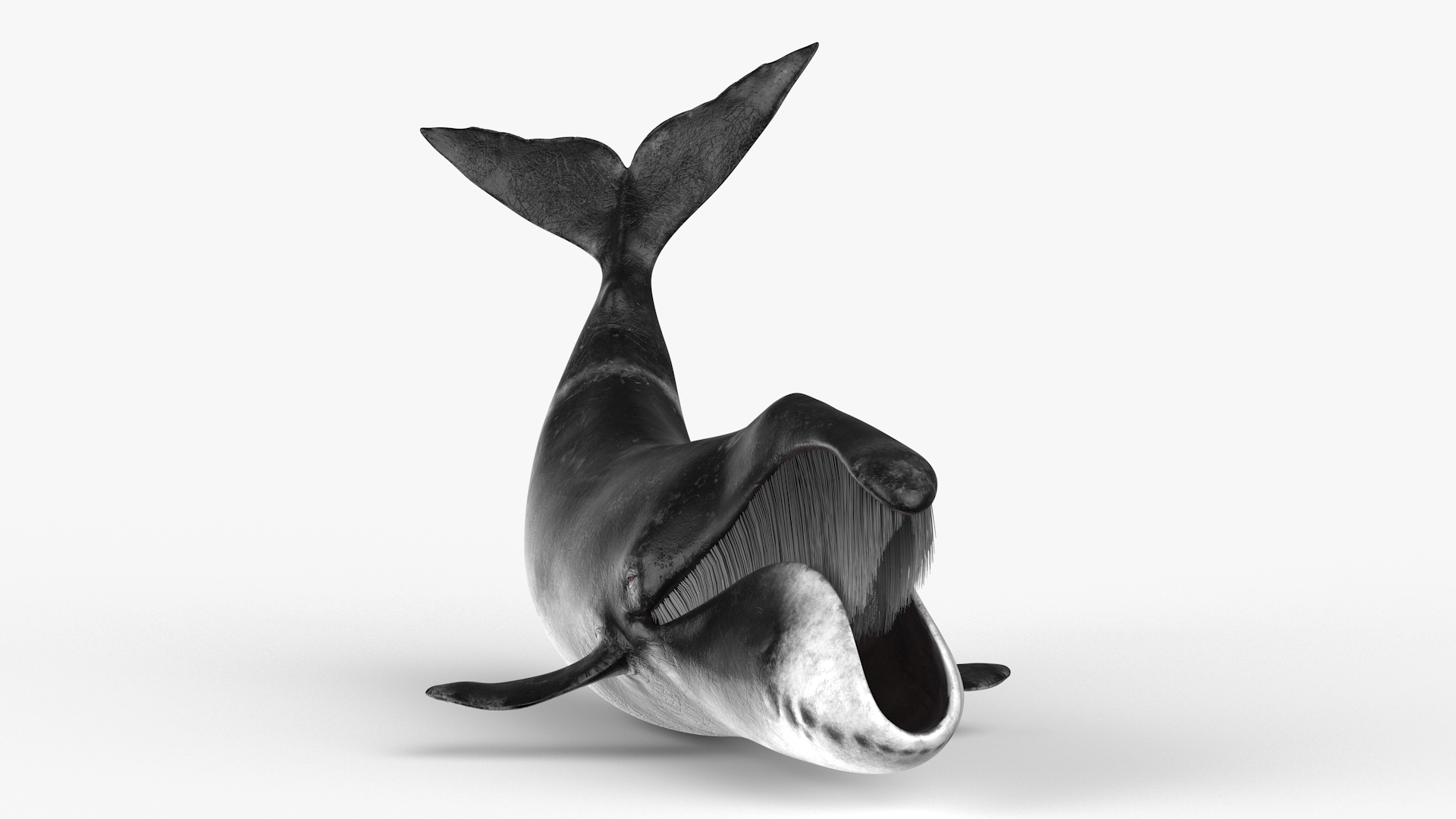 Swimming Bowhead Whale 3D