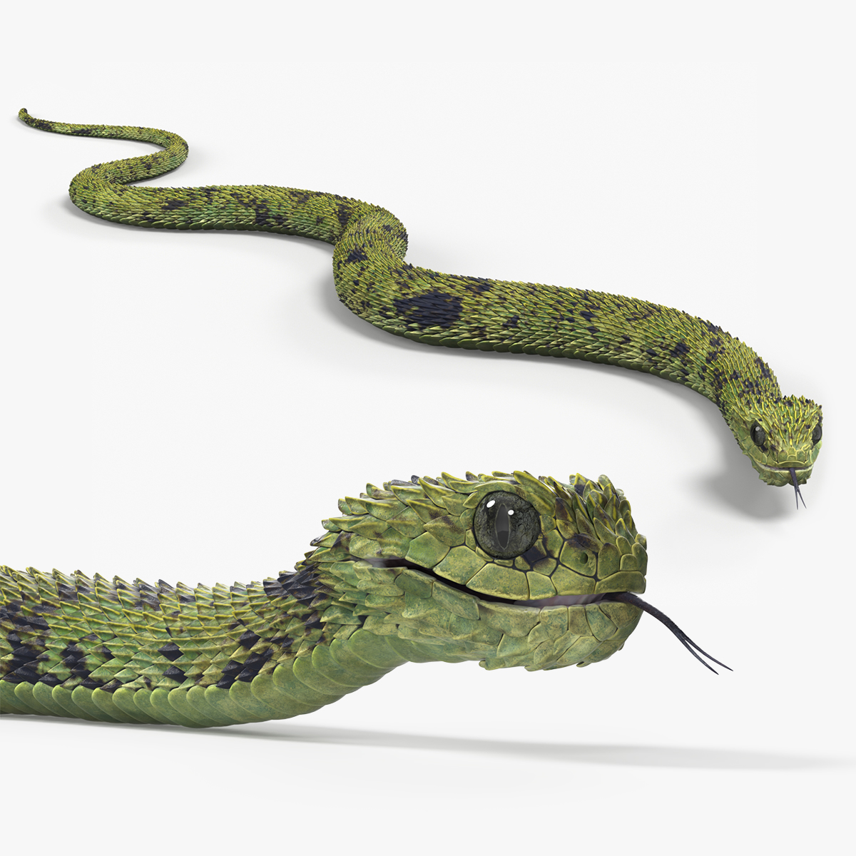 Bush Viper Snake Green Crawling