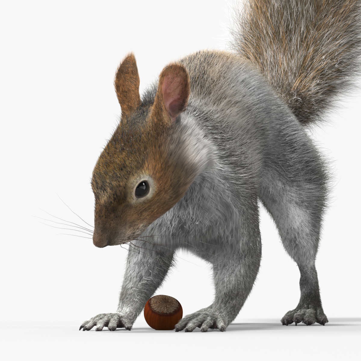 Gray Squirrel Hazelnut Fur Animated Rigged 3D