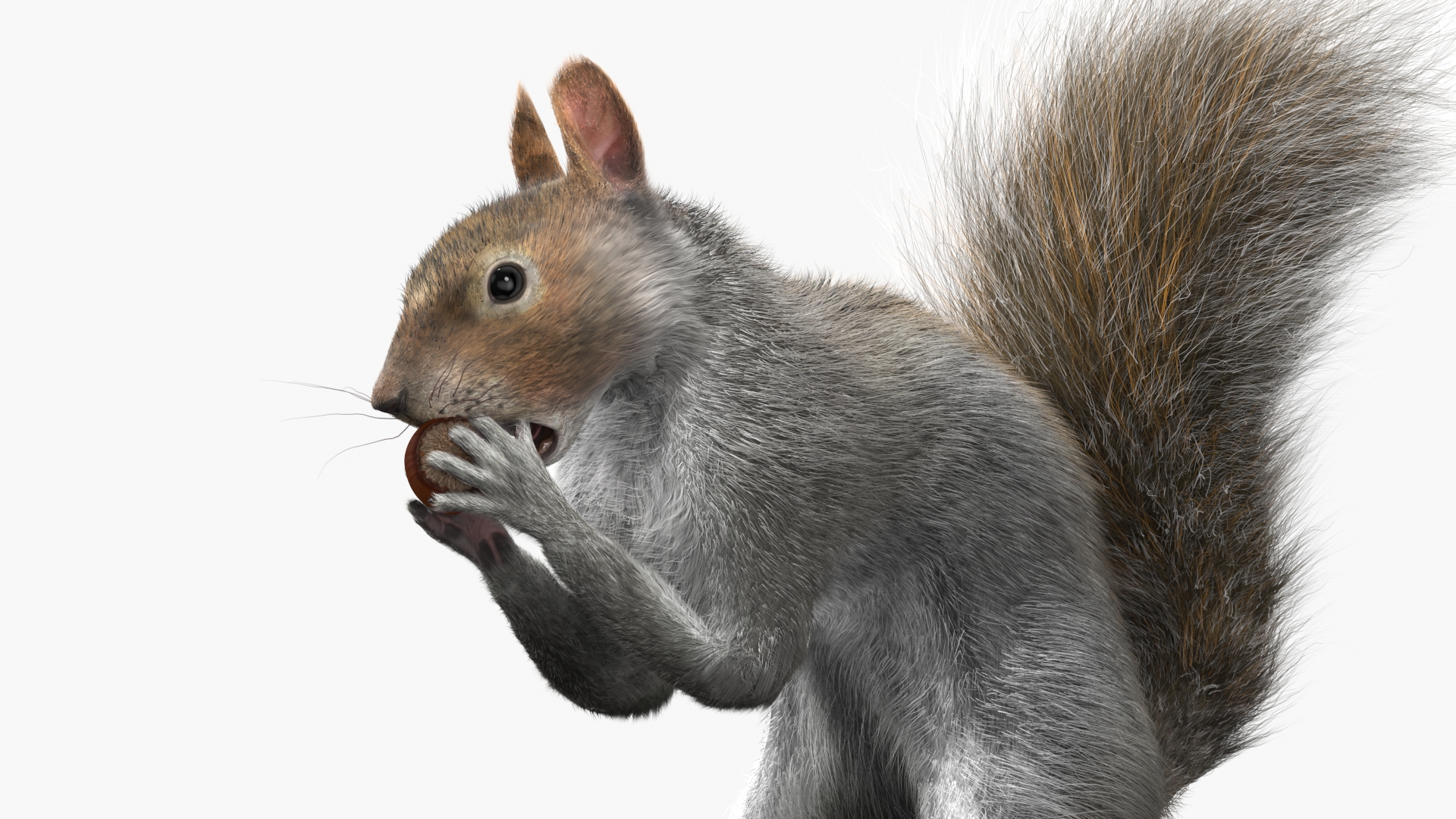 Gray Squirrel Hazelnut Fur Animated Rigged 3D