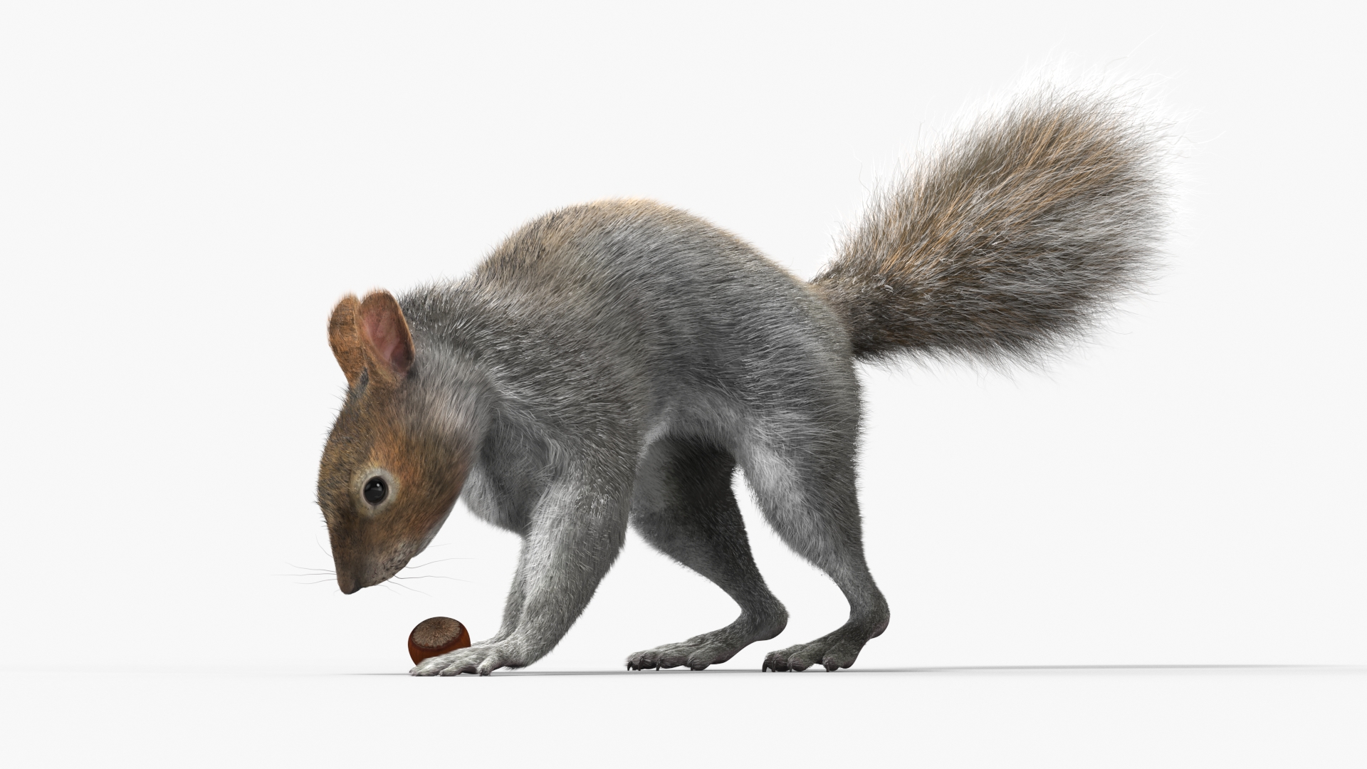 Gray Squirrel Hazelnut Fur Animated Rigged 3D