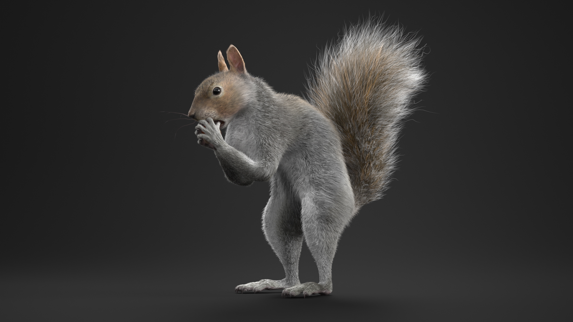 Gray Squirrel Hazelnut Fur Animated Rigged 3D