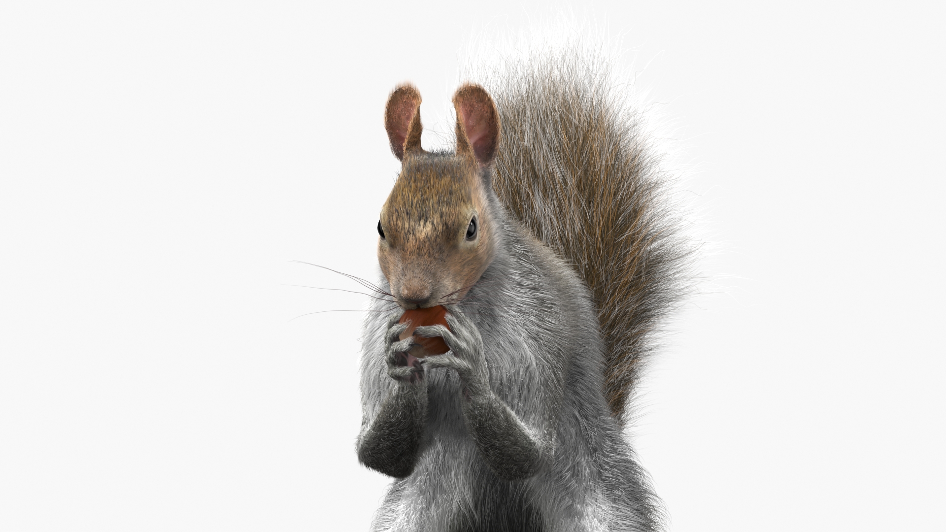 Gray Squirrel Hazelnut Fur Animated Rigged 3D