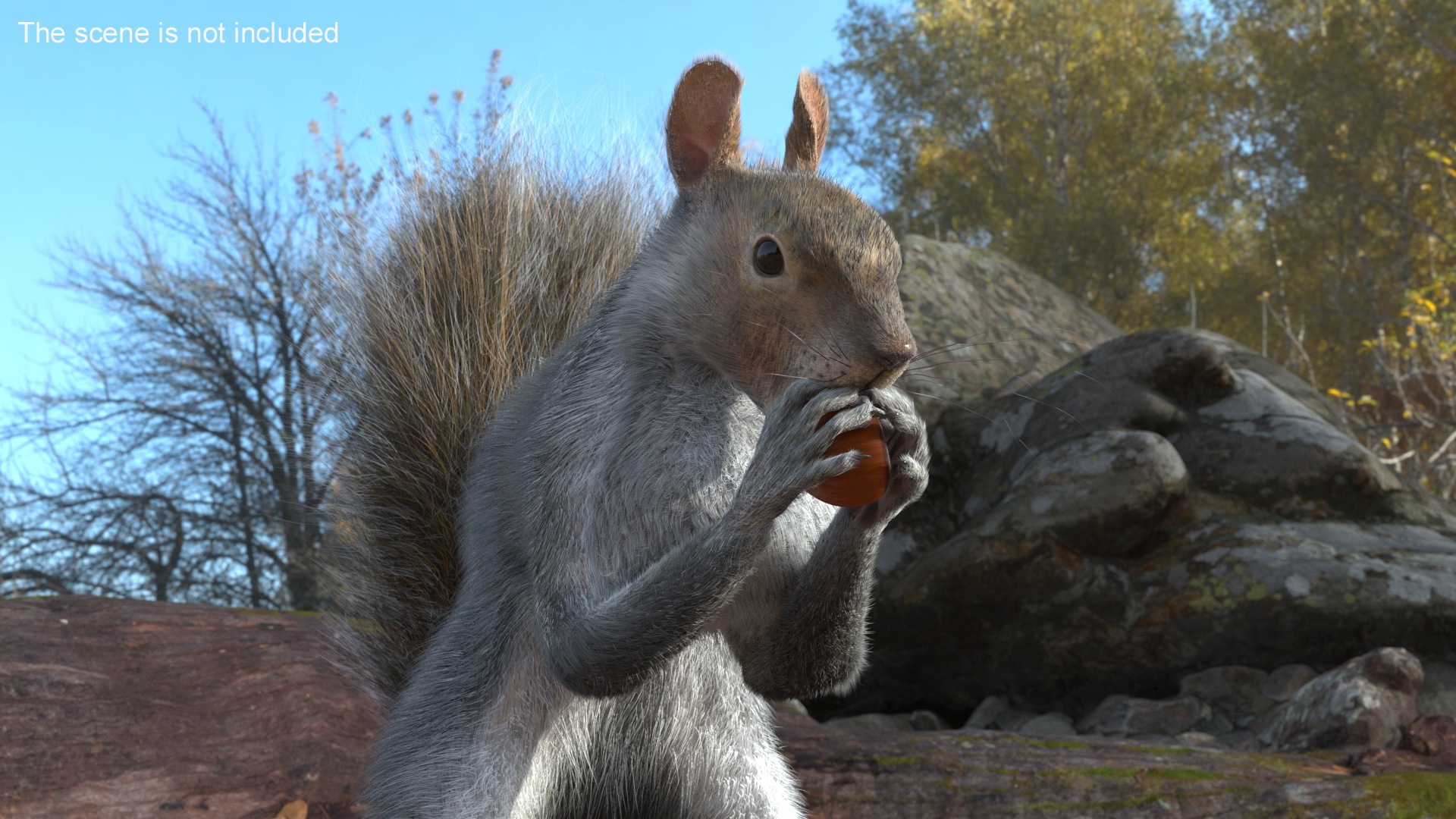 Gray Squirrel Hazelnut Fur Animated Rigged 3D
