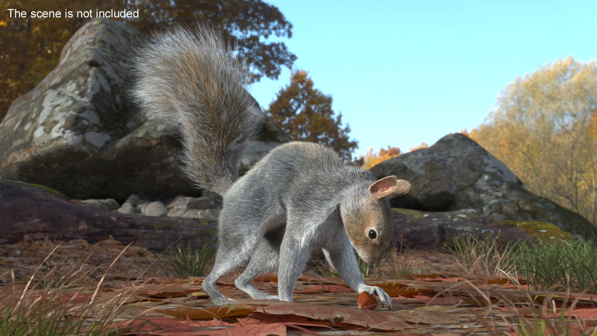 Gray Squirrel Hazelnut Fur Animated Rigged 3D