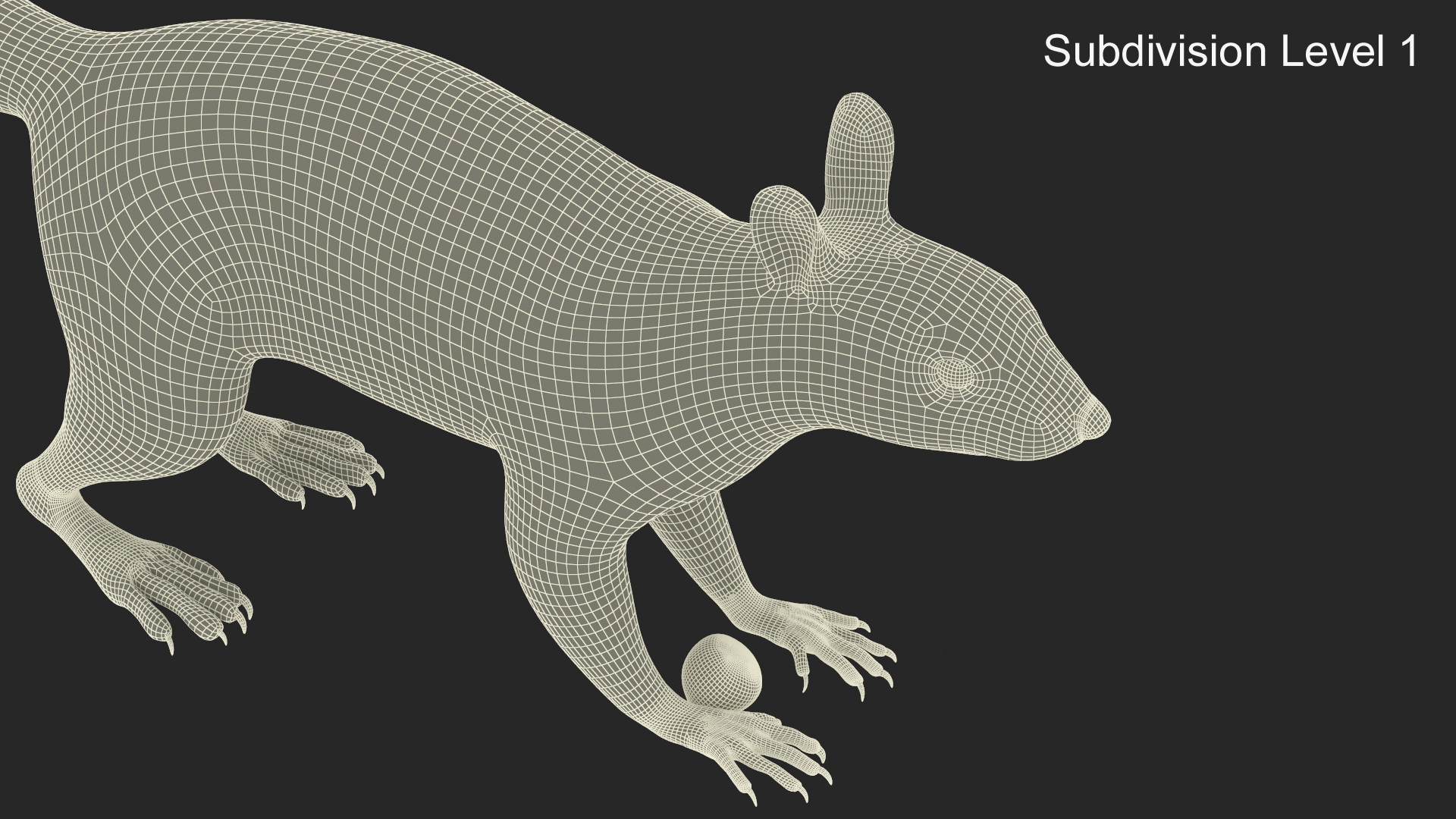 Gray Squirrel Hazelnut Fur Animated Rigged 3D