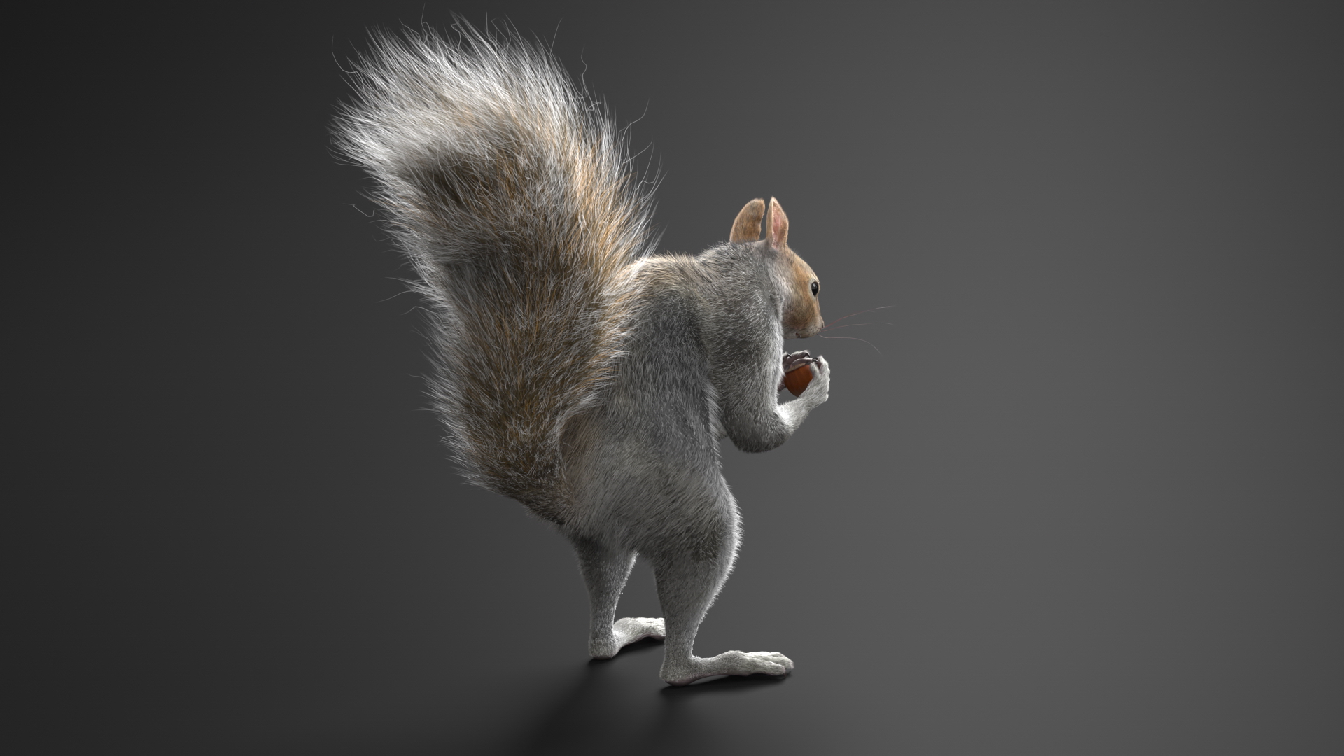 Gray Squirrel Hazelnut Fur Animated Rigged 3D