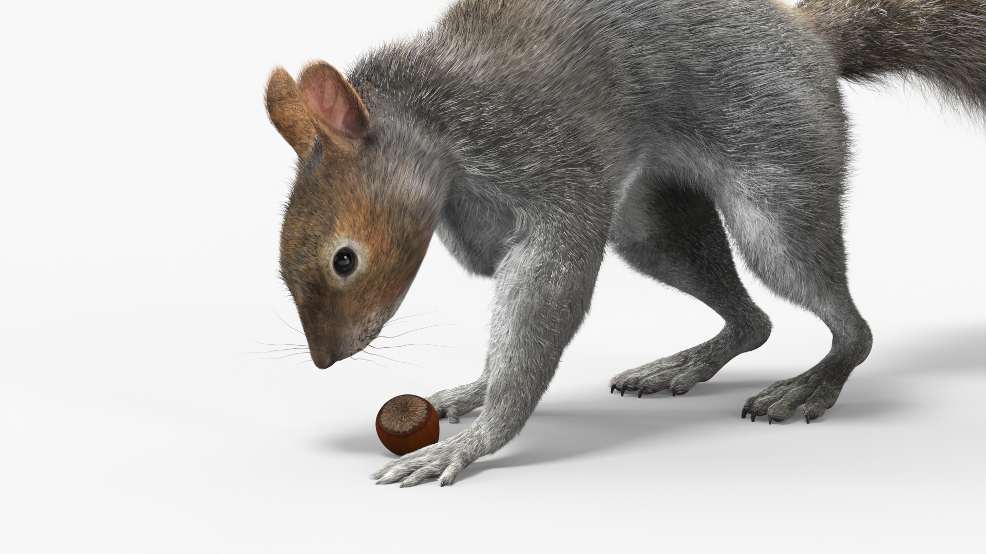 Gray Squirrel Hazelnut Fur Animated Rigged 3D