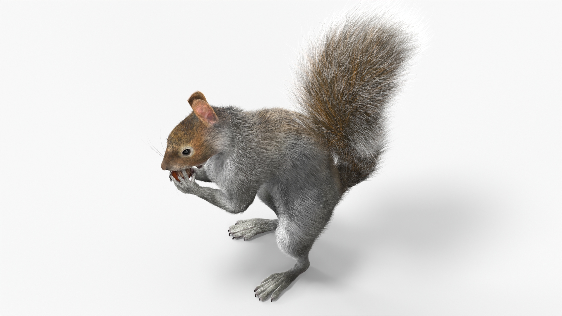 Gray Squirrel Hazelnut Fur Animated Rigged 3D