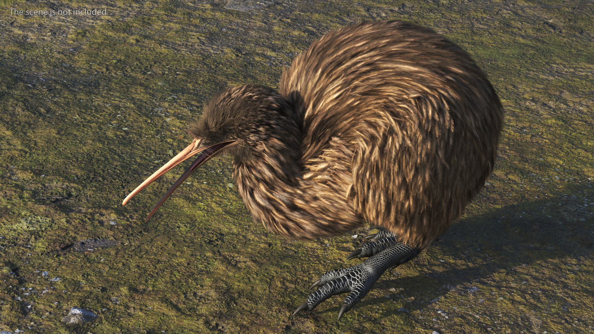 3D model Kiwi Bird Fur Rigged