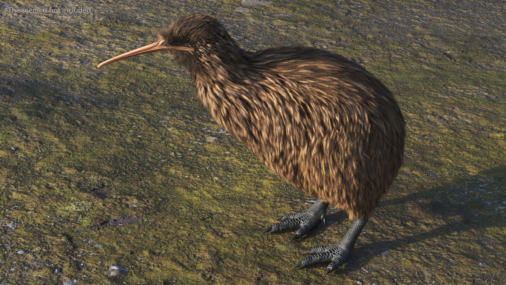 3D model Kiwi Bird Fur Rigged