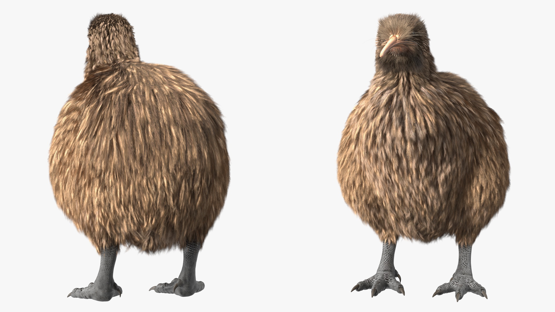3D model Kiwi Bird Fur Rigged