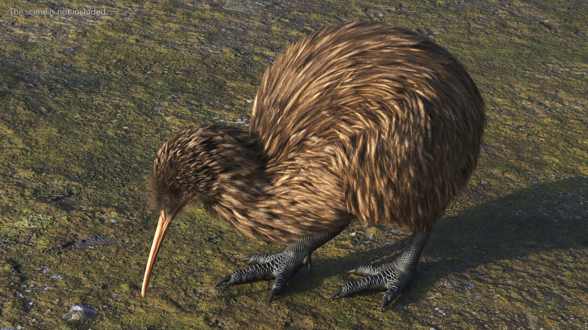 3D model Kiwi Bird Fur Rigged