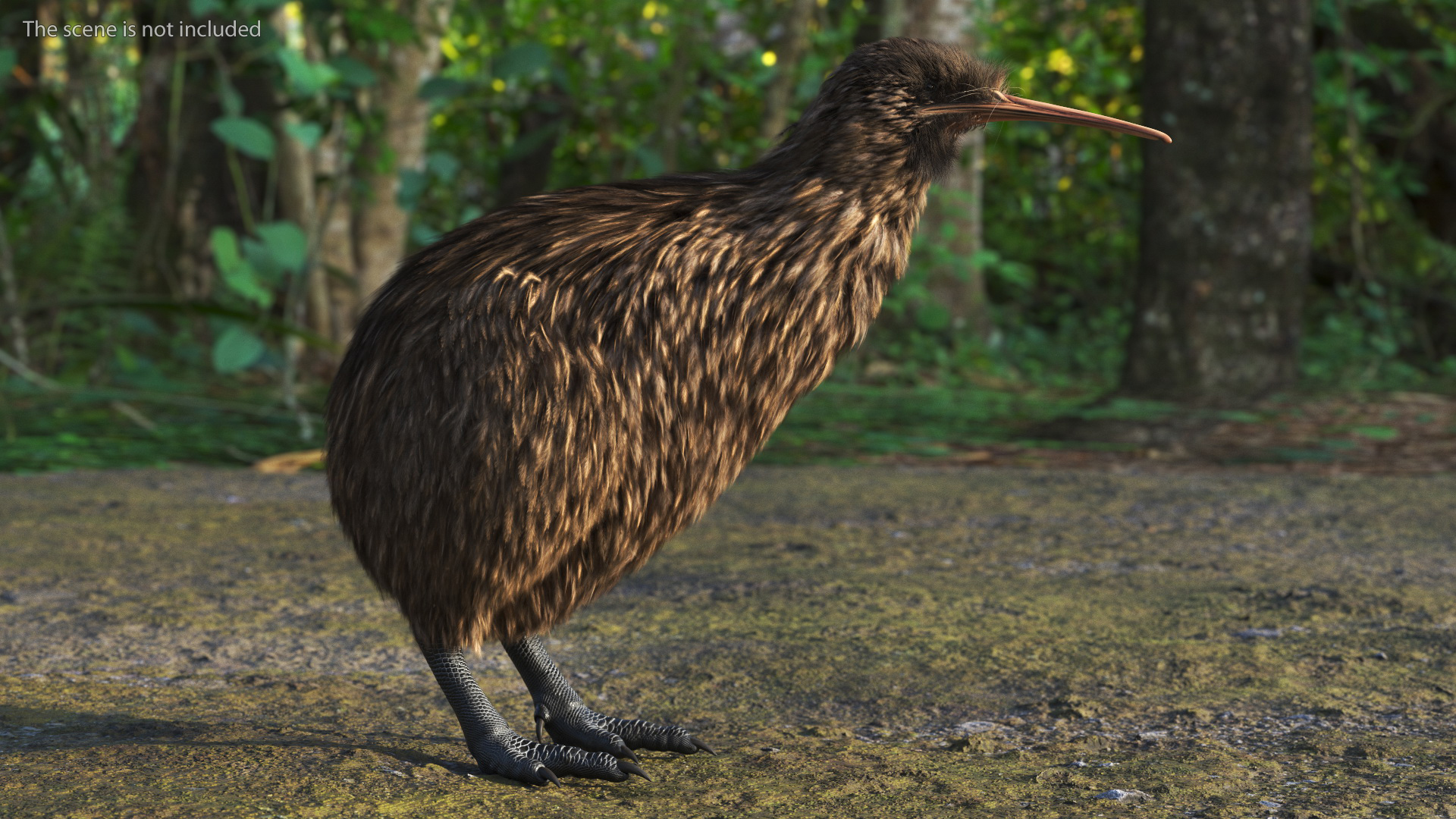 3D model Kiwi Bird Fur Rigged