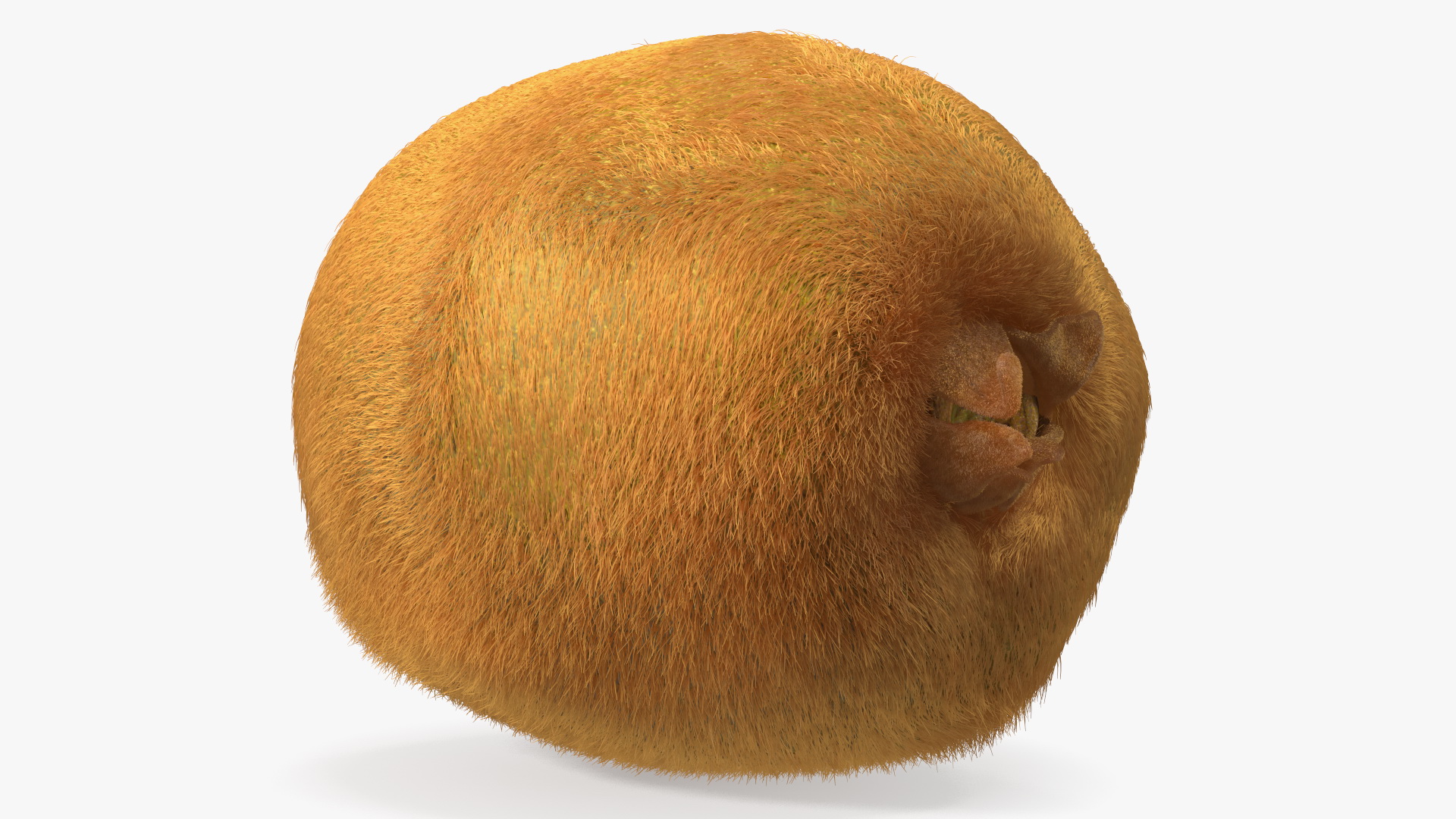 Kiwi Fruit with Fur 3D model
