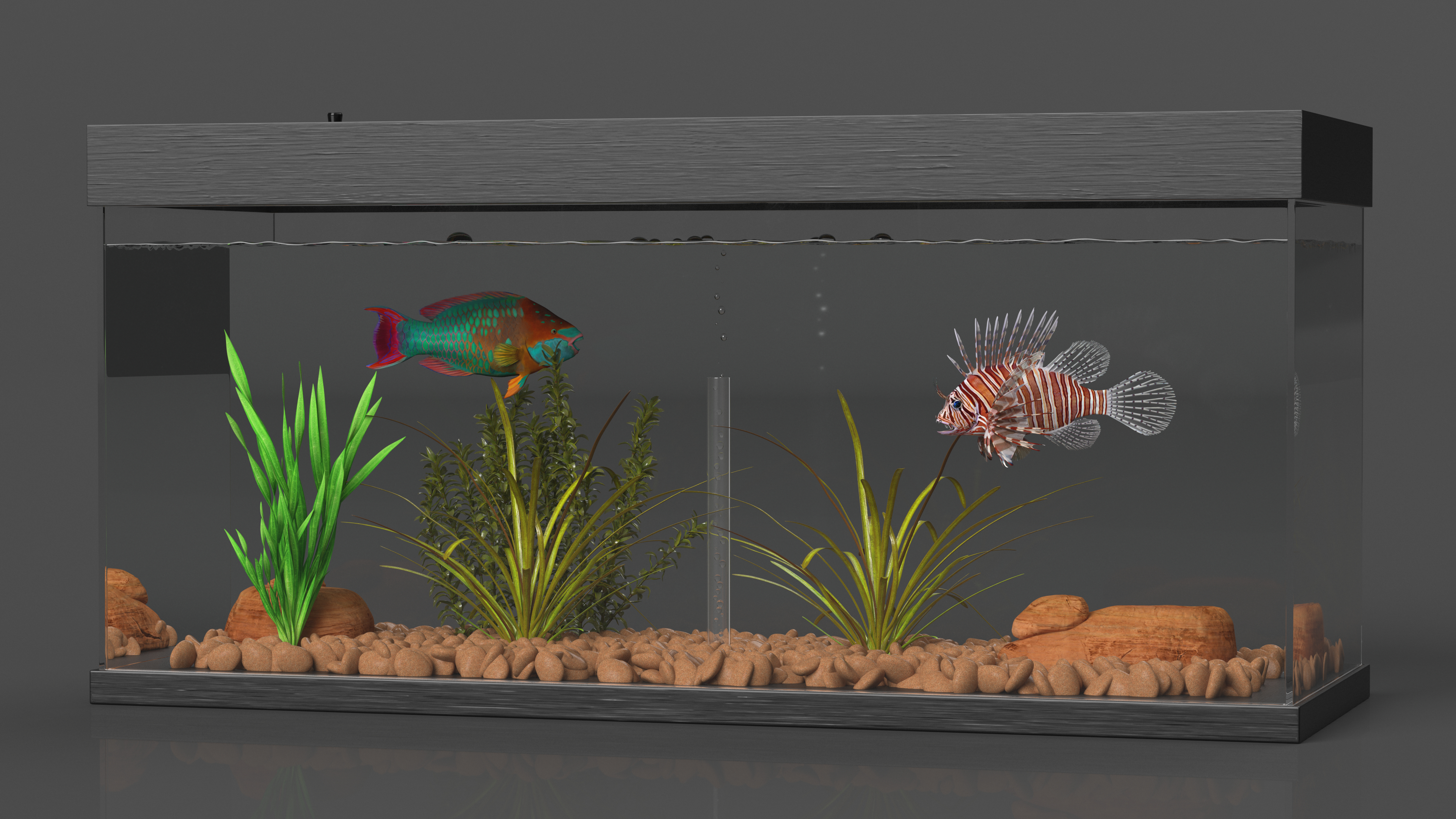 Aquarium Long Black 3D model