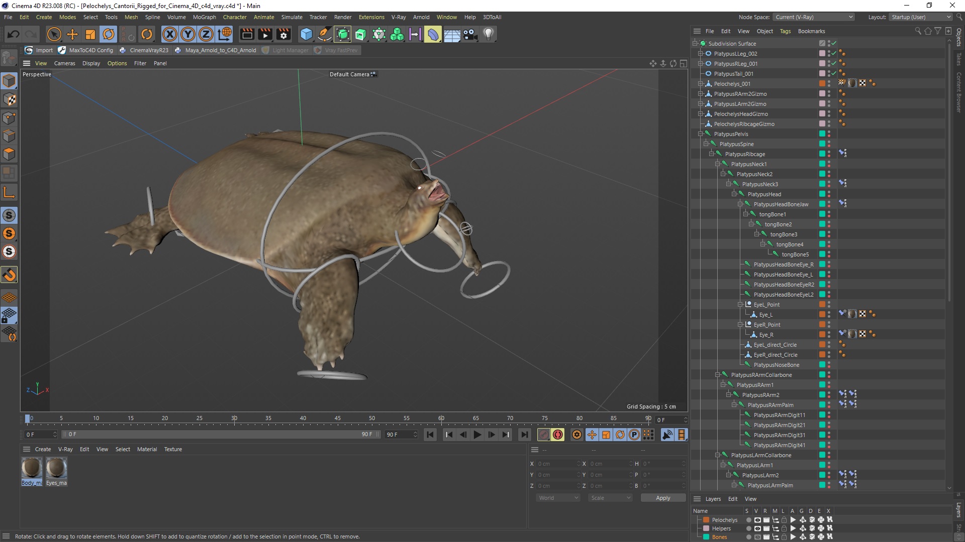3D model Pelochelys Cantorii Rigged for Cinema 4D