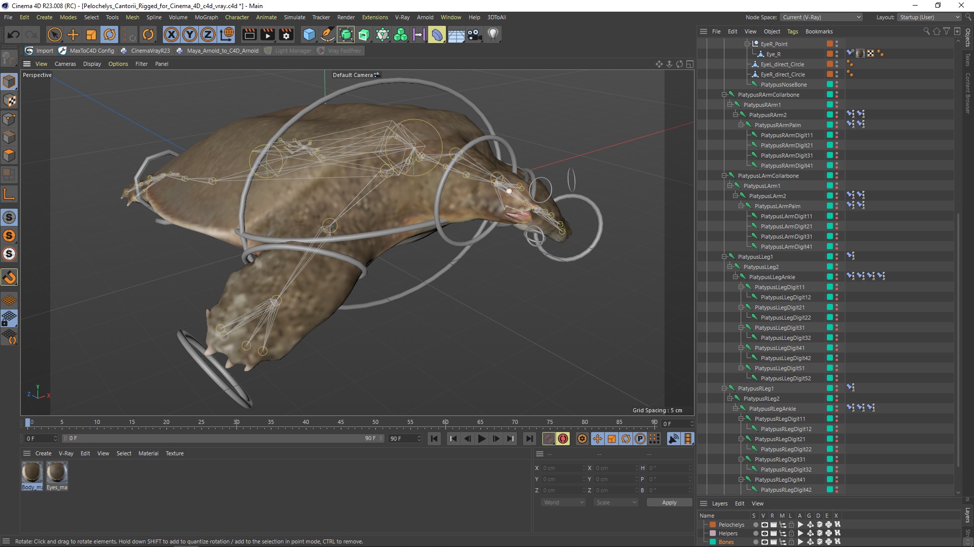 3D model Pelochelys Cantorii Rigged for Cinema 4D