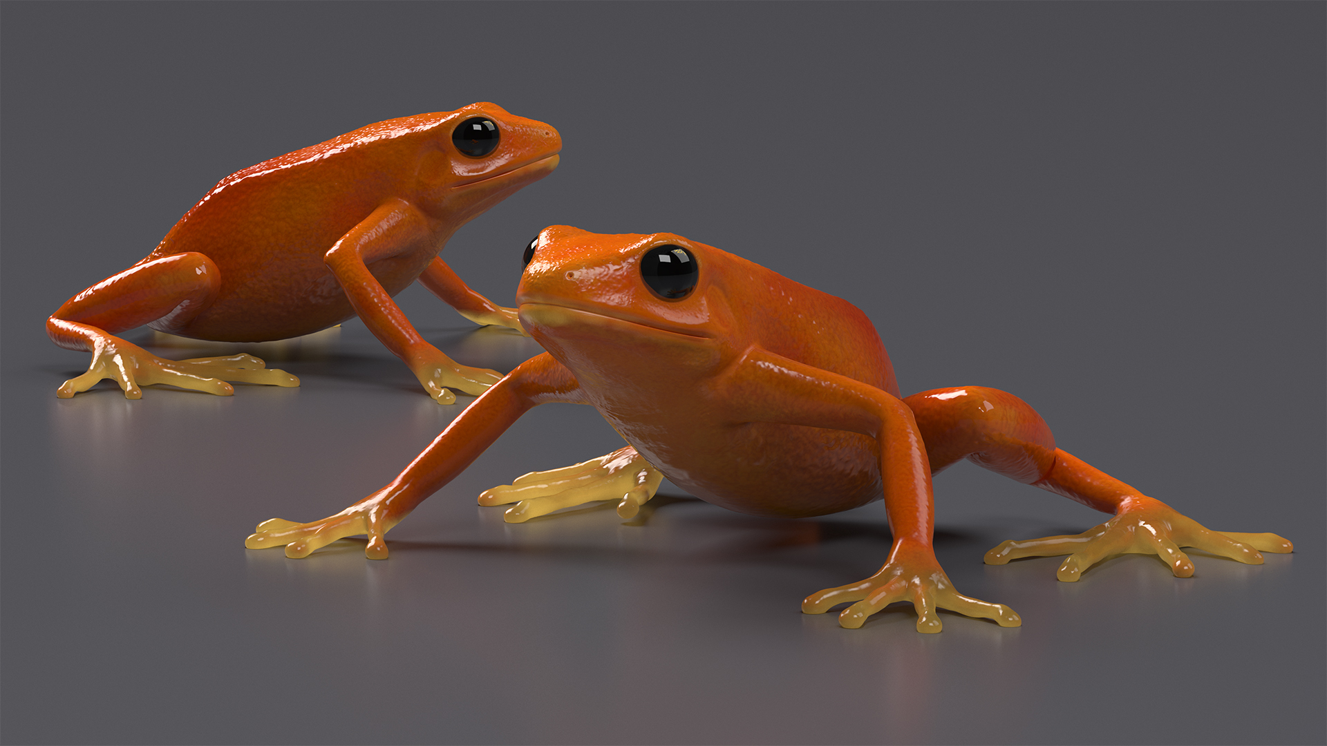 3D model Malagasy Poison Frog