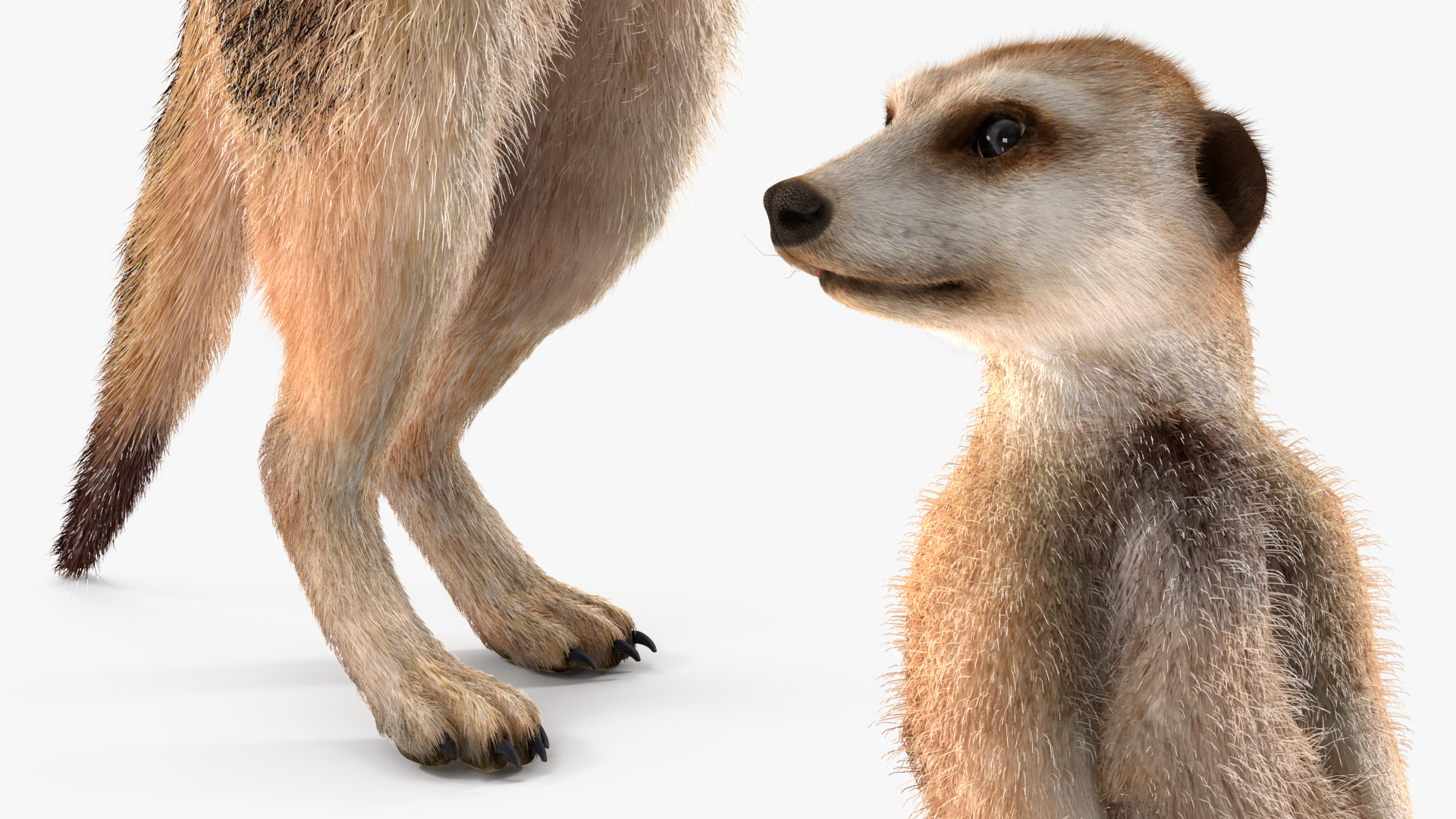 3D Meerkat Rigged Fur model