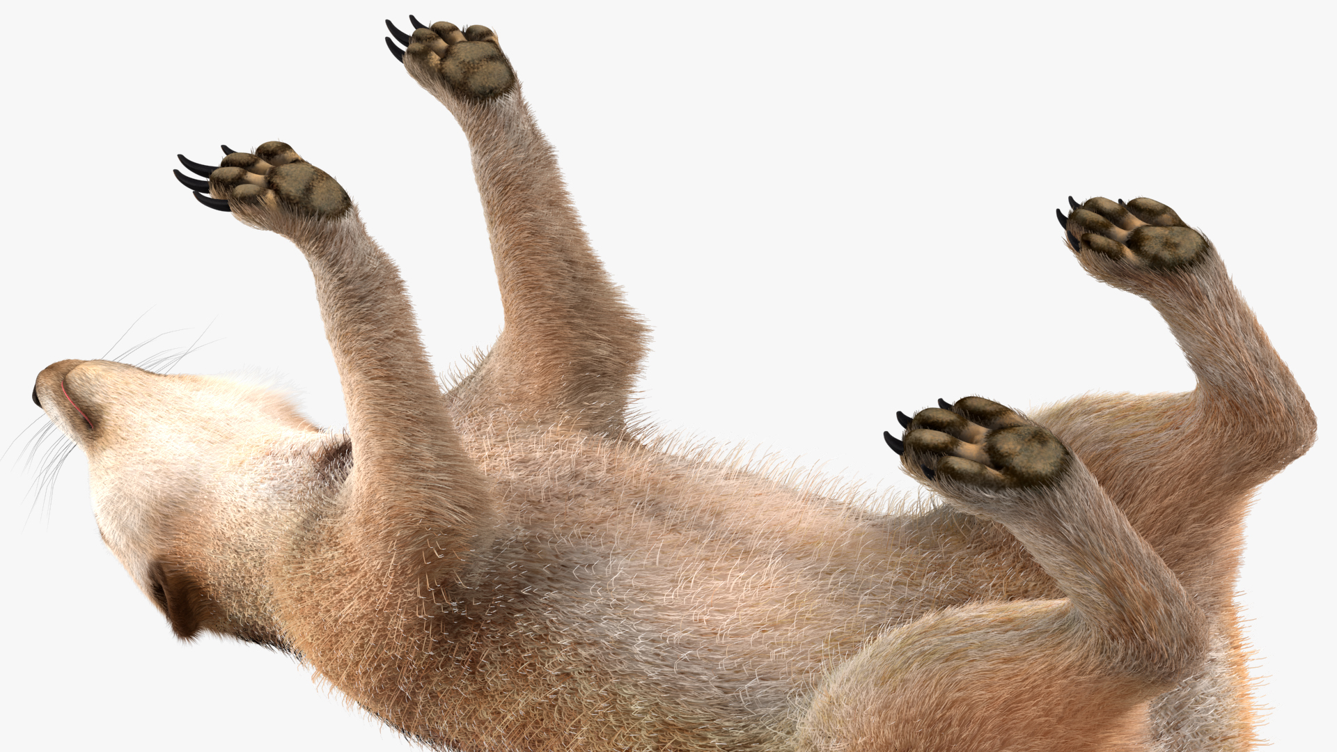 3D Meerkat Rigged Fur model
