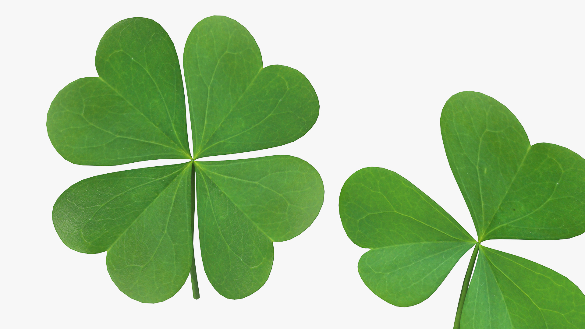 Green Clover Plant Set 3D